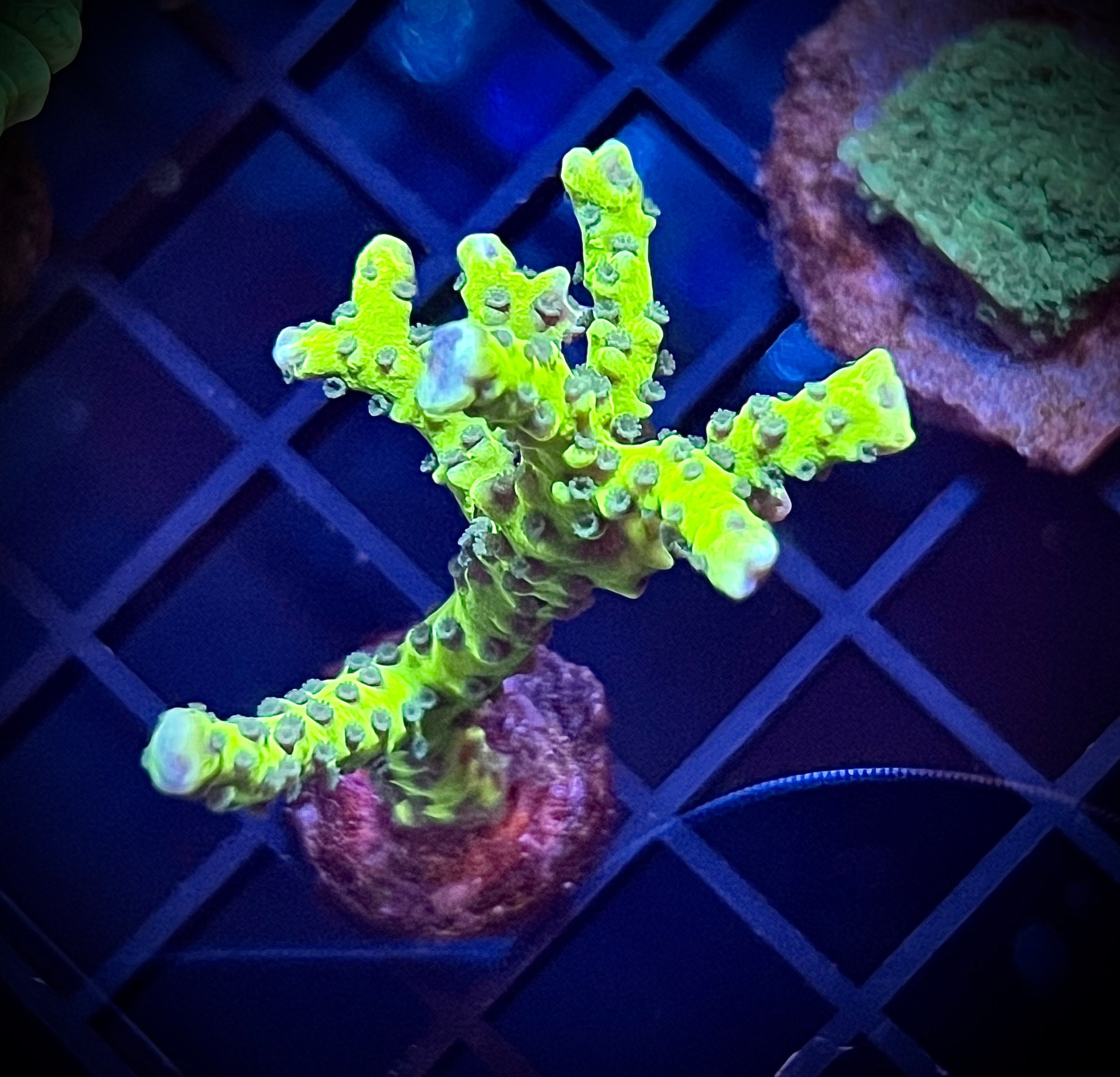 Green Goblin Anacropora (WYSIWYG)