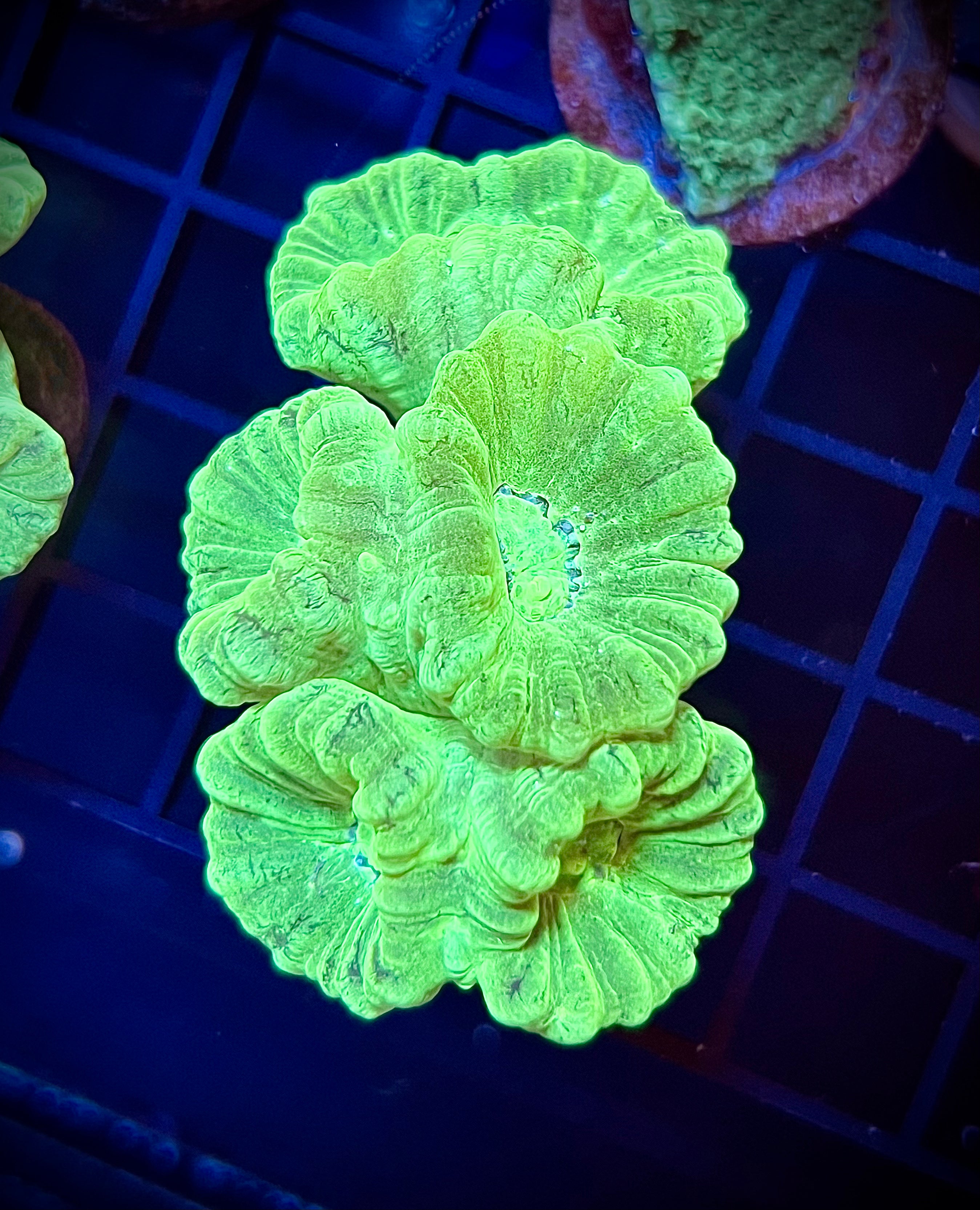 Neon Candy Cane (WYSIWYG)