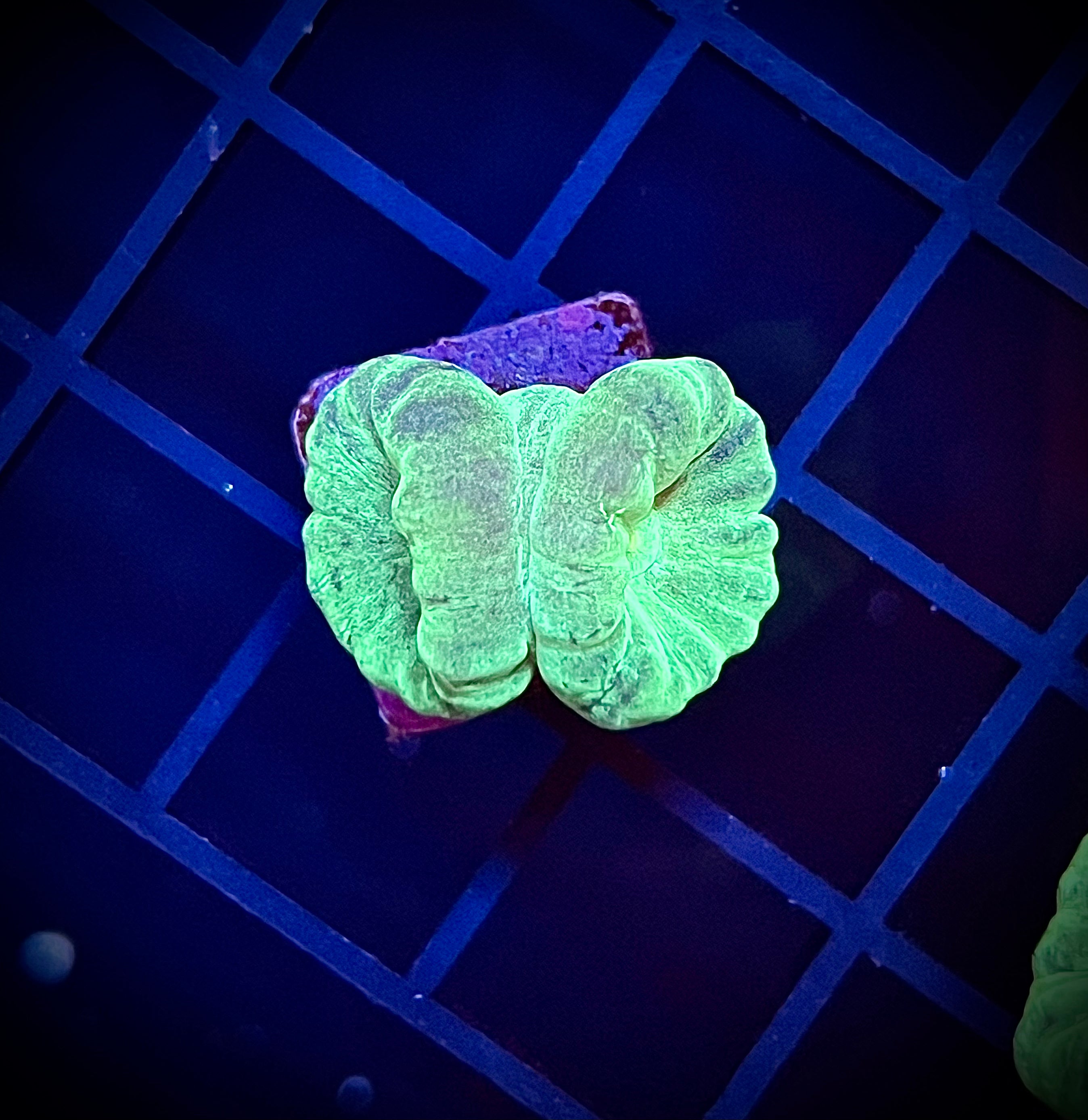 Neon Candy Cane (WYSIWYG)