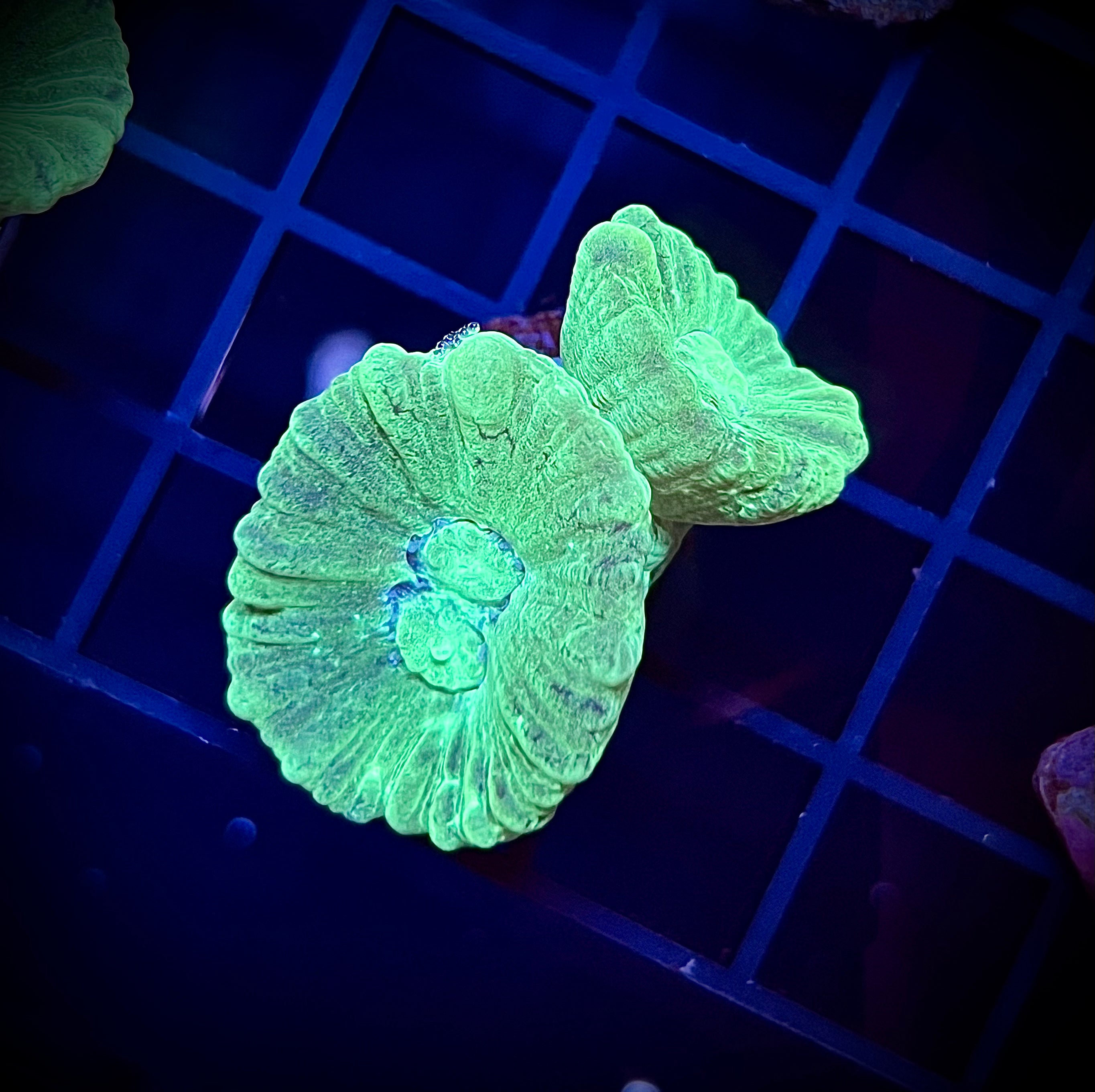 Neon Candy Cane (WYSIWYG)