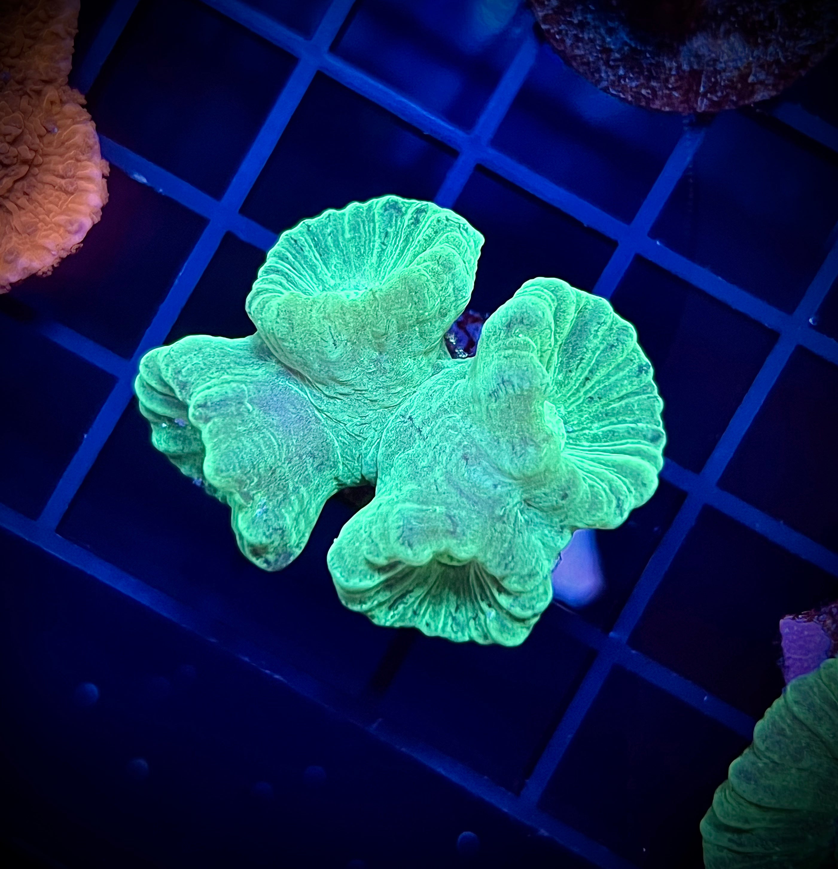 Neon Candy Cane (WYSIWYG)