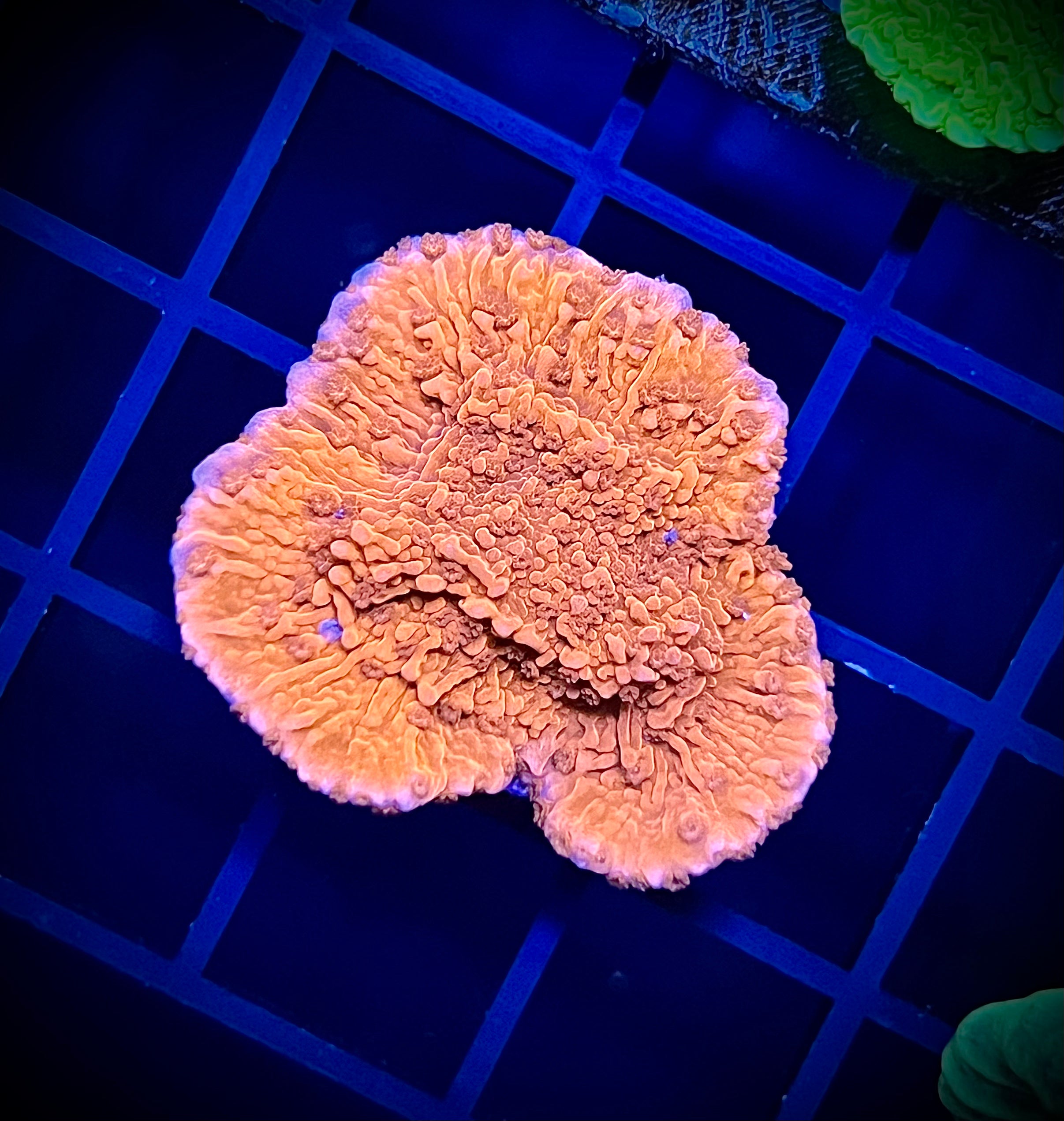 WWA Red Cap Montipora (WYSIWYG)