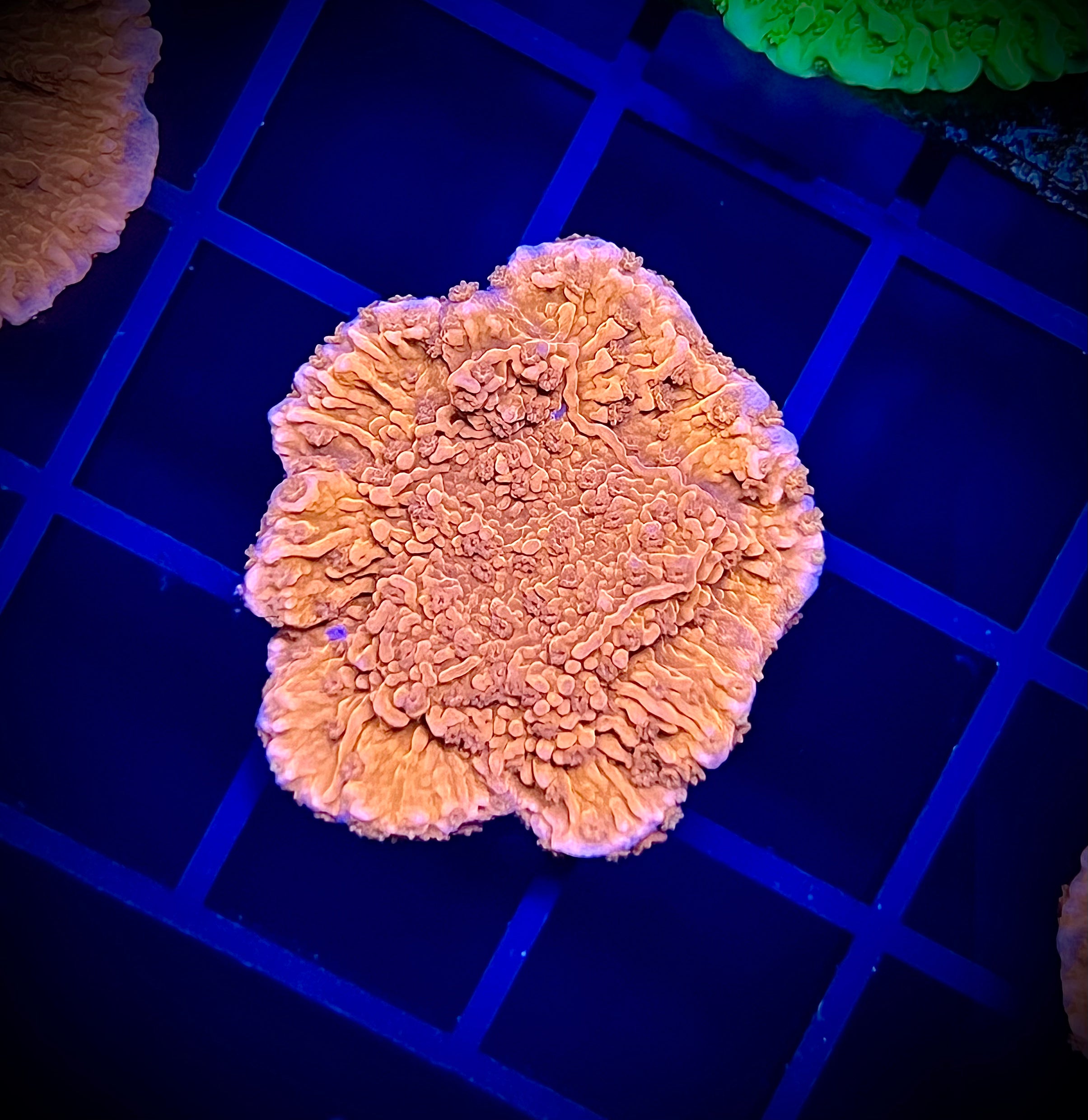 WWA Red Cap Montipora (WYSIWYG)