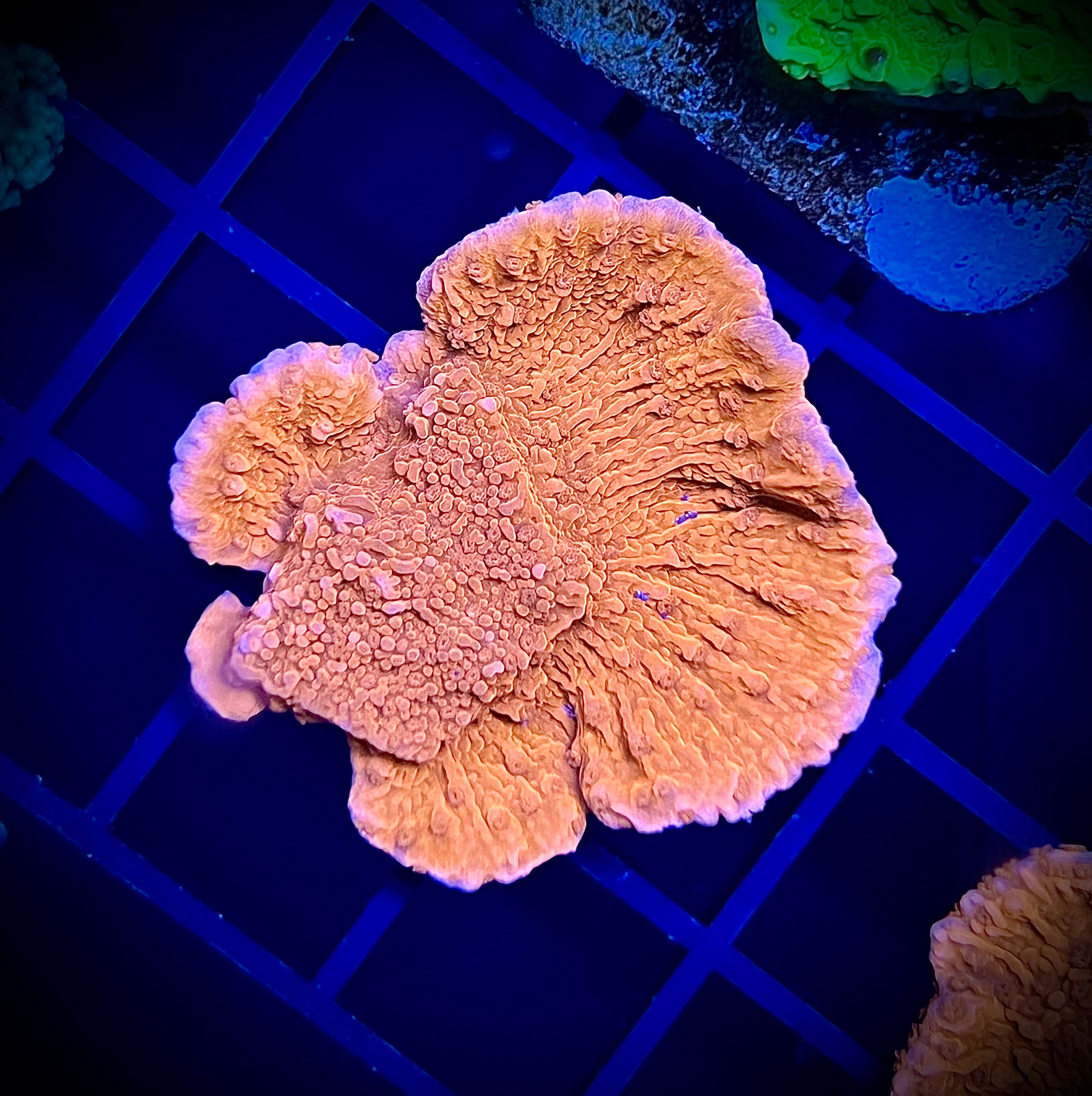 WWA Red Cap Montipora (WYSIWYG)