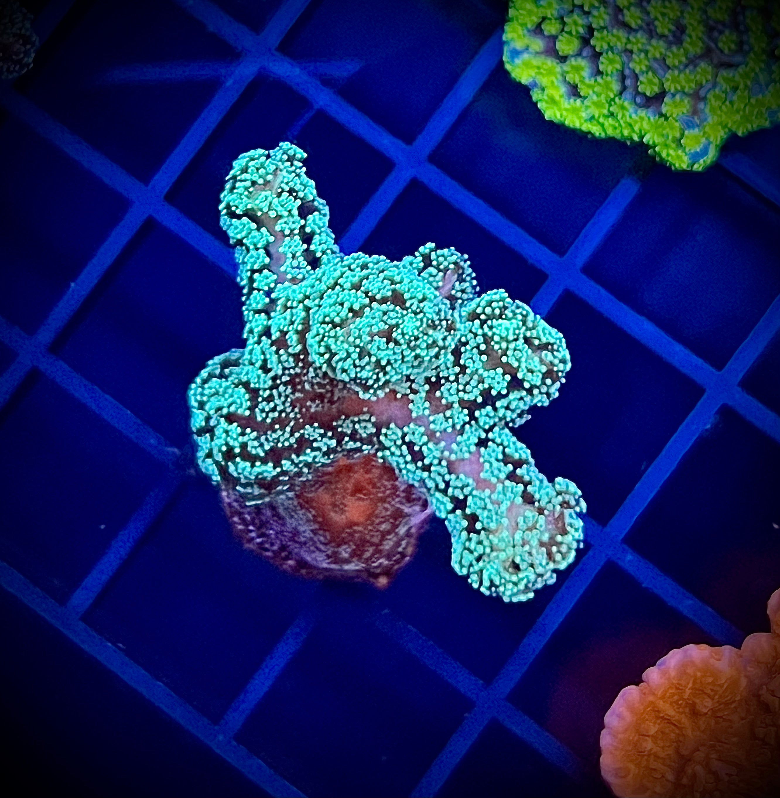 Green Birdsnest (WYSIWYG)