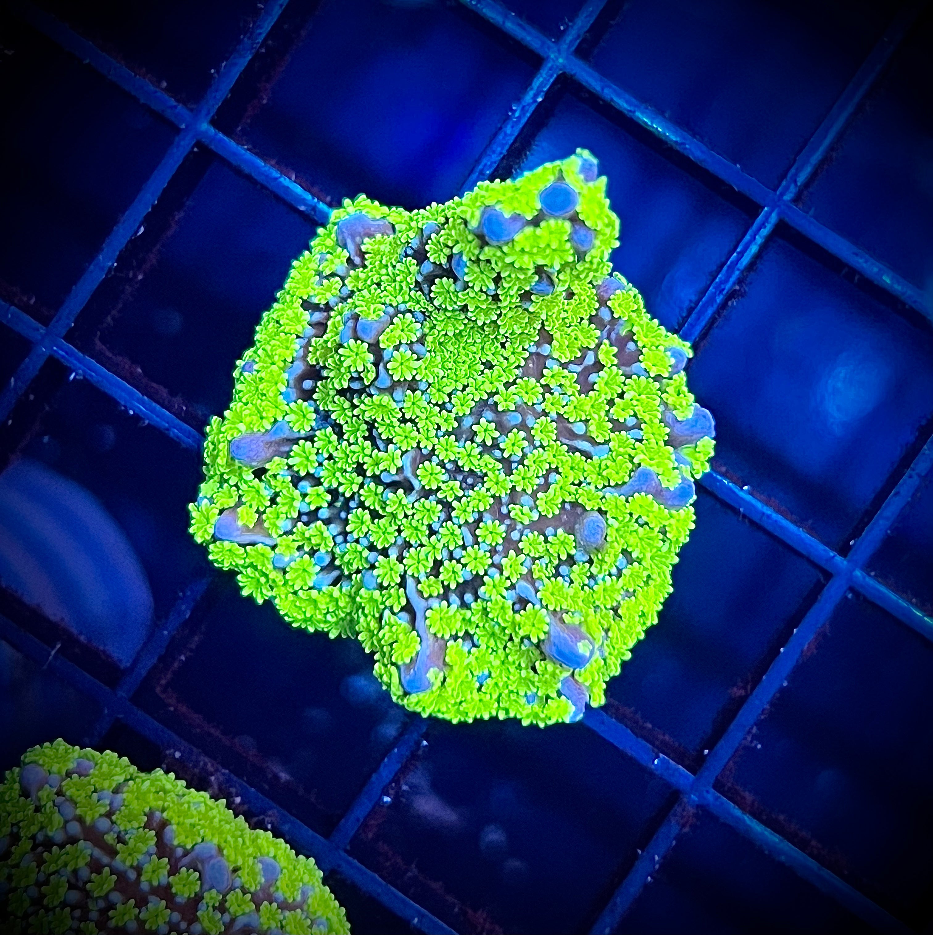 Tubbs Stellata (WYSIWYG)