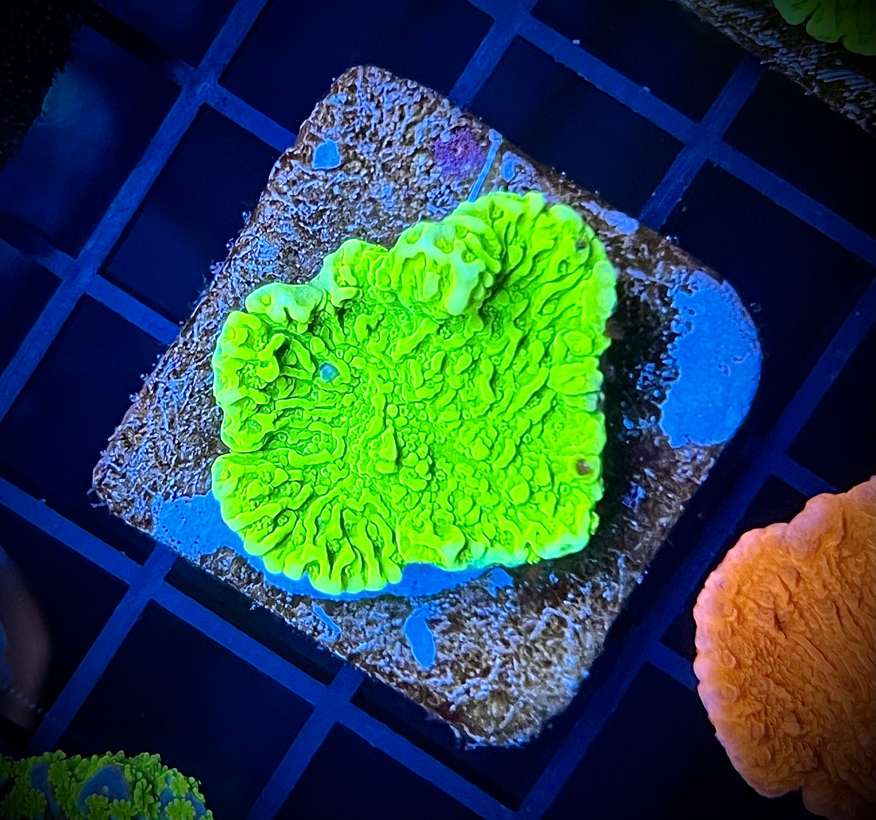 WWA Sour Apple Montipora (WYSIWYG)
