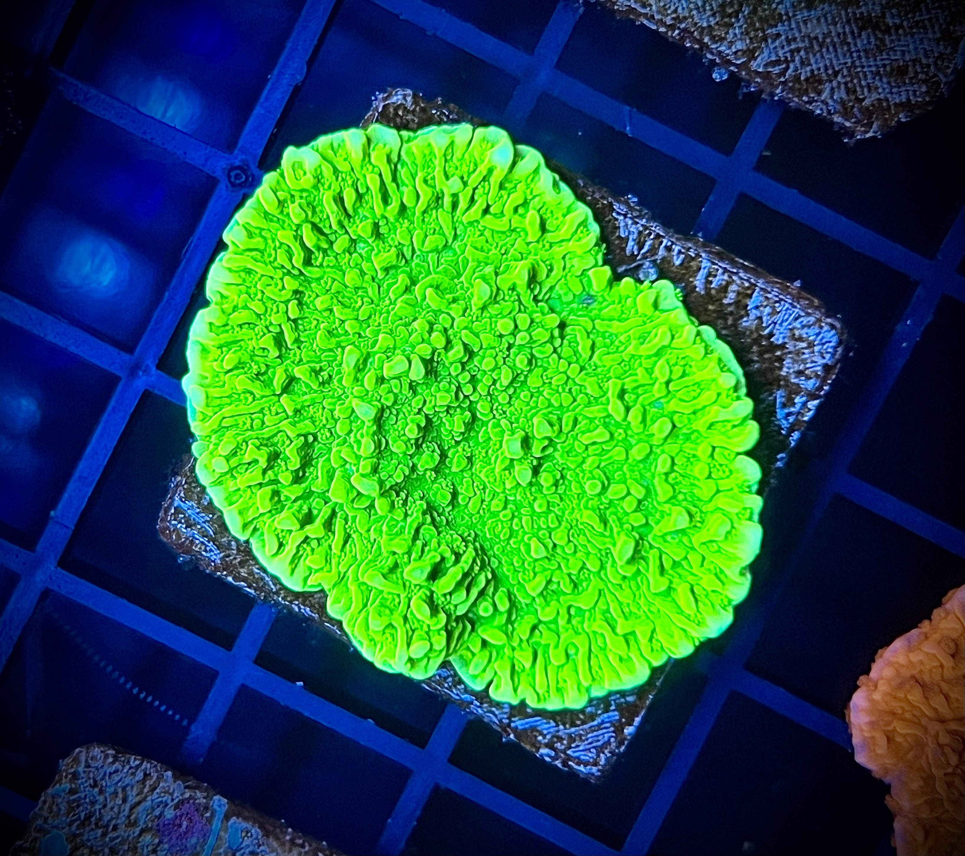 WWA Sour Apple Montipora (WYSIWYG)