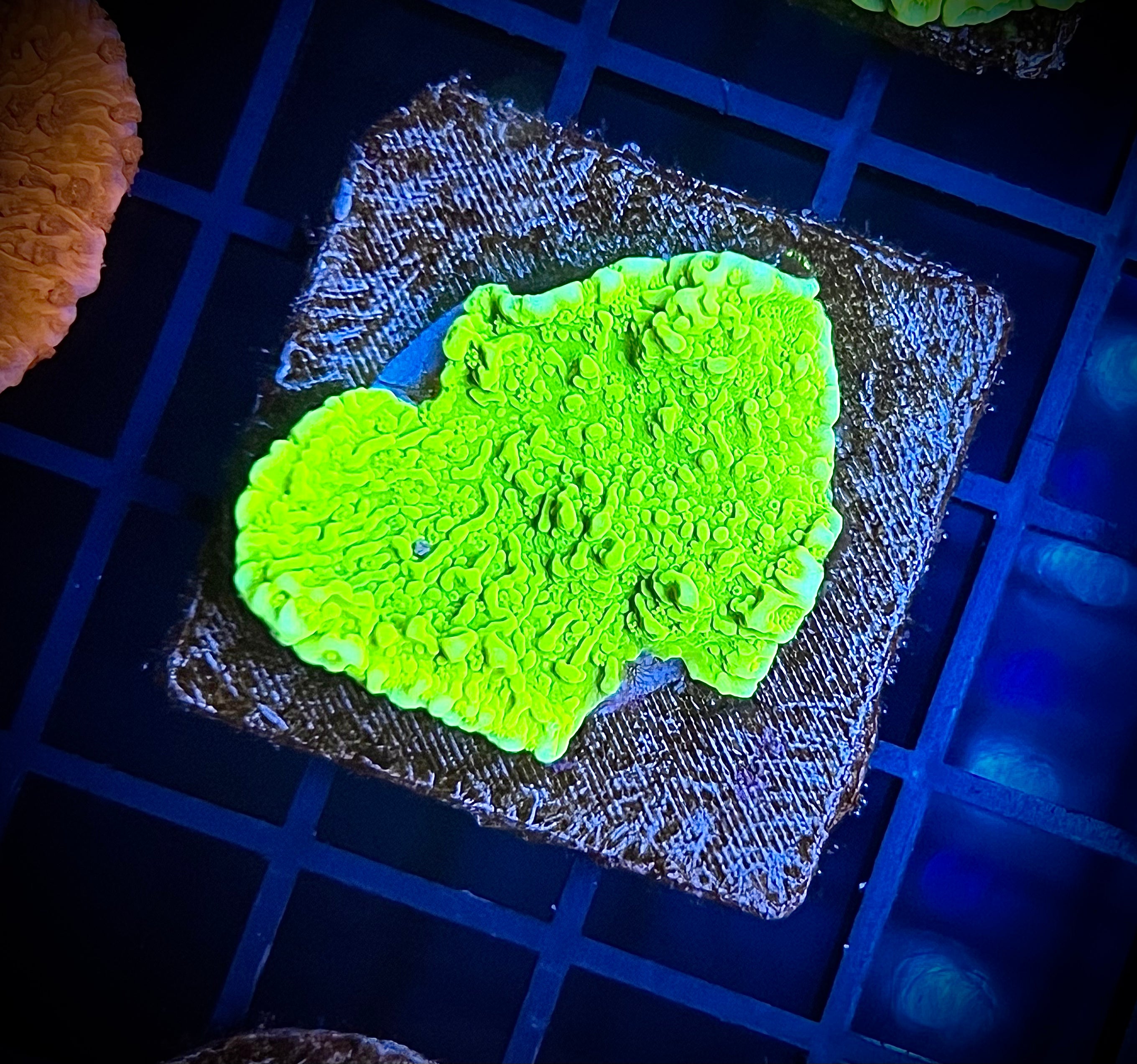 WWA Sour Apple Montipora (WYSIWYG)