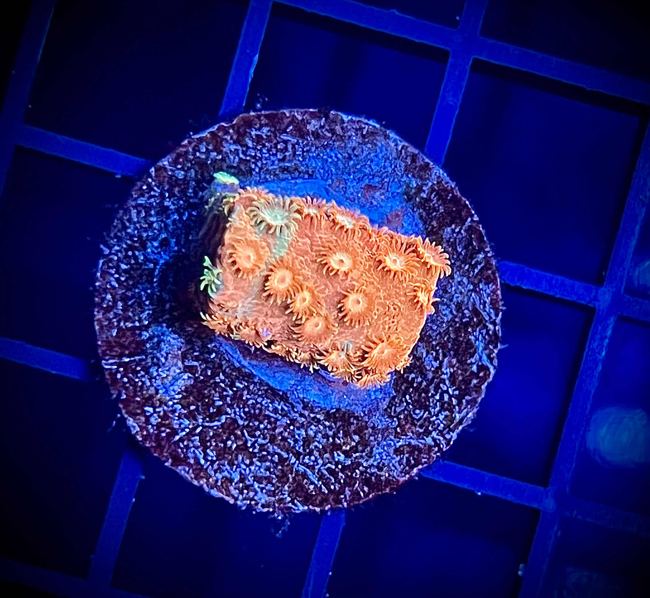 JF Circuit Breaker Cyphastrea (WYSIWYG)