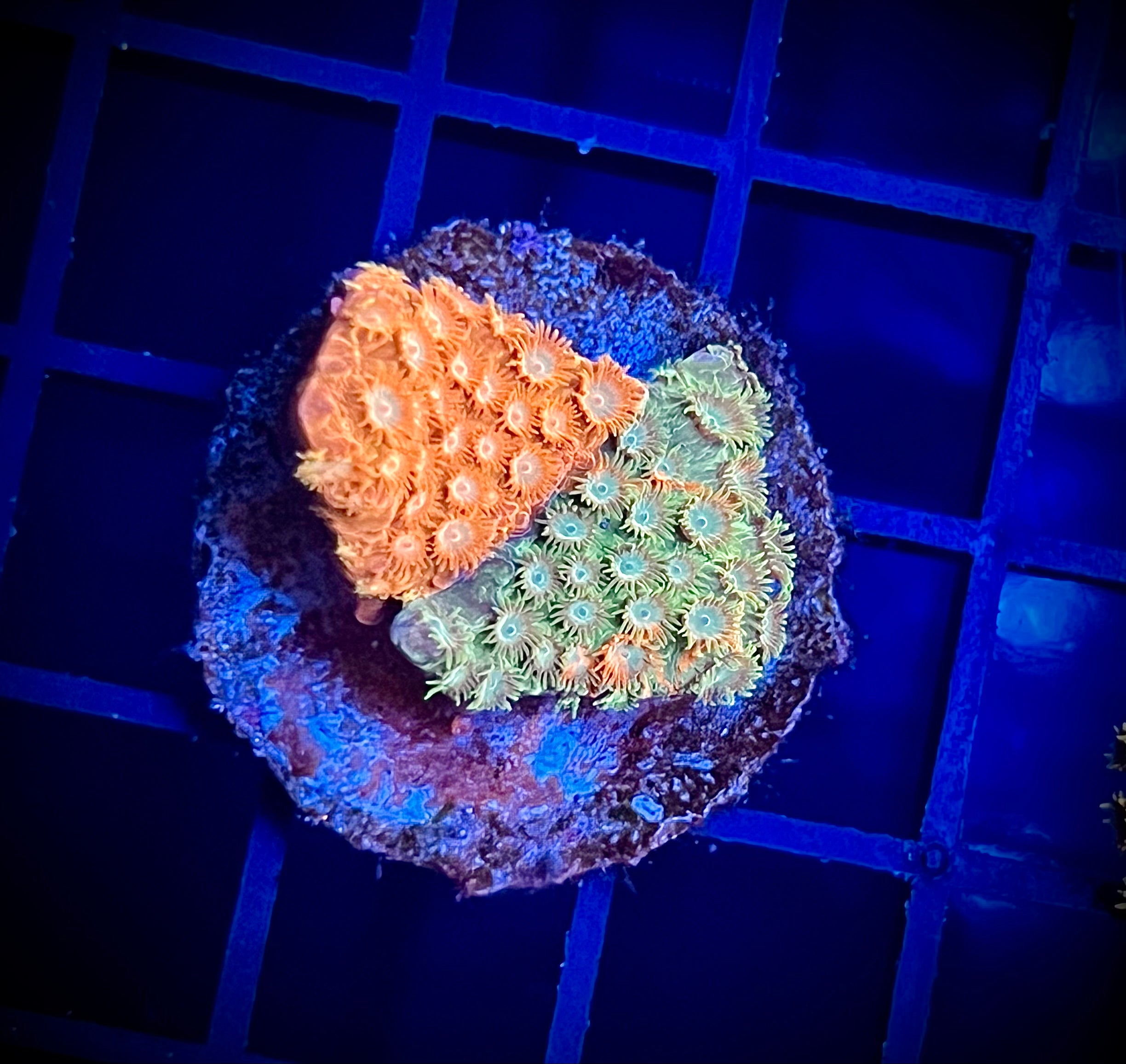 JF Circuit Breaker Cyphastrea (WYSIWYG)