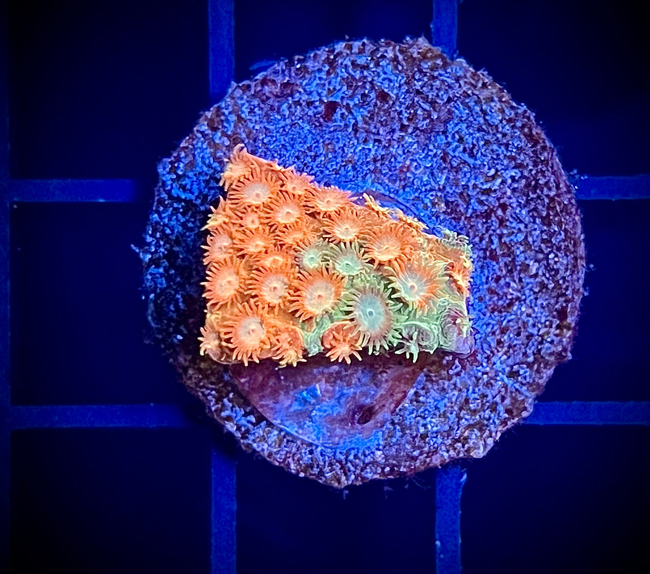 JF Circuit Breaker Cyphastrea (WYSIWYG)