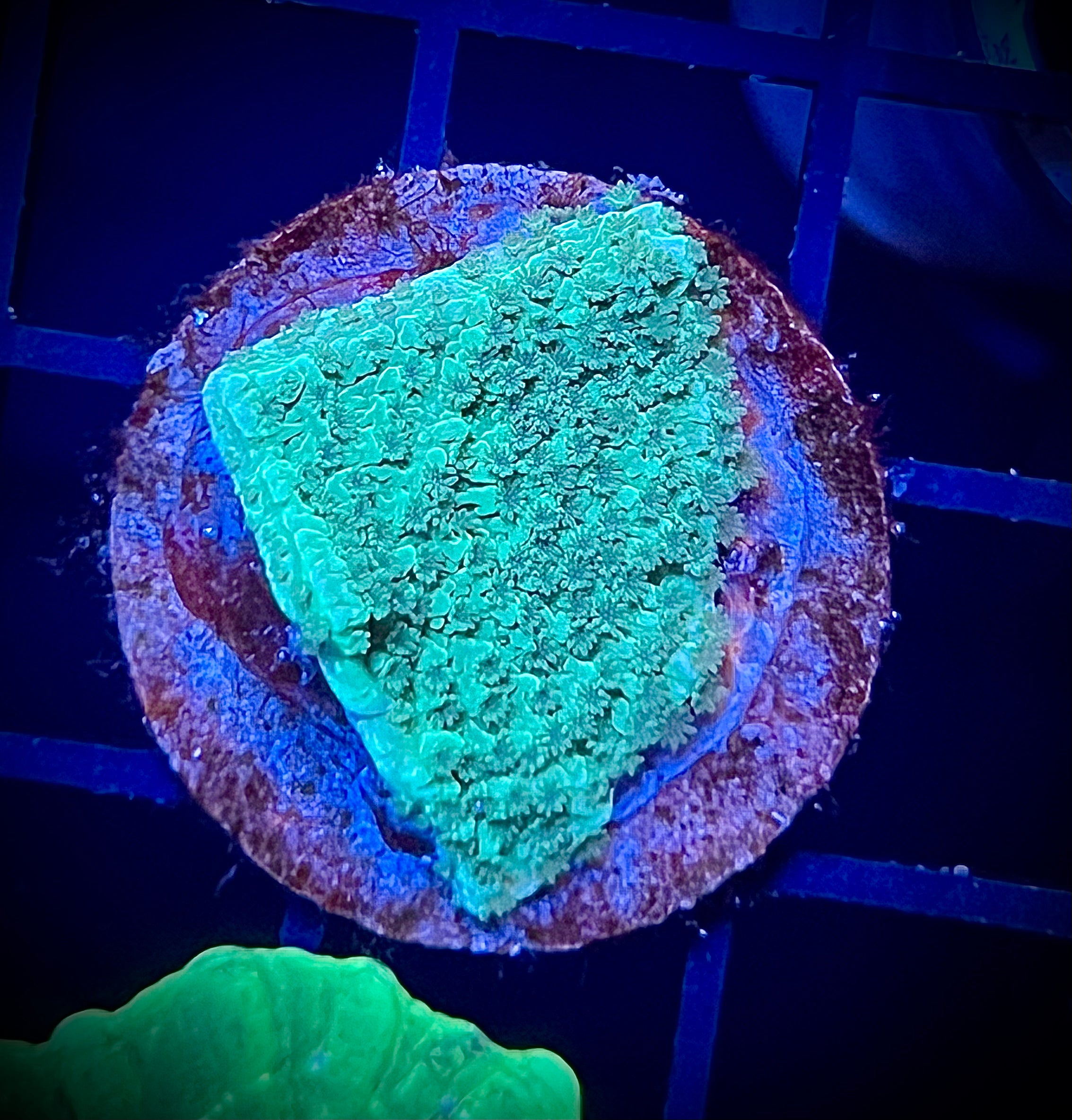 Green Montipora (WYSIWYG)