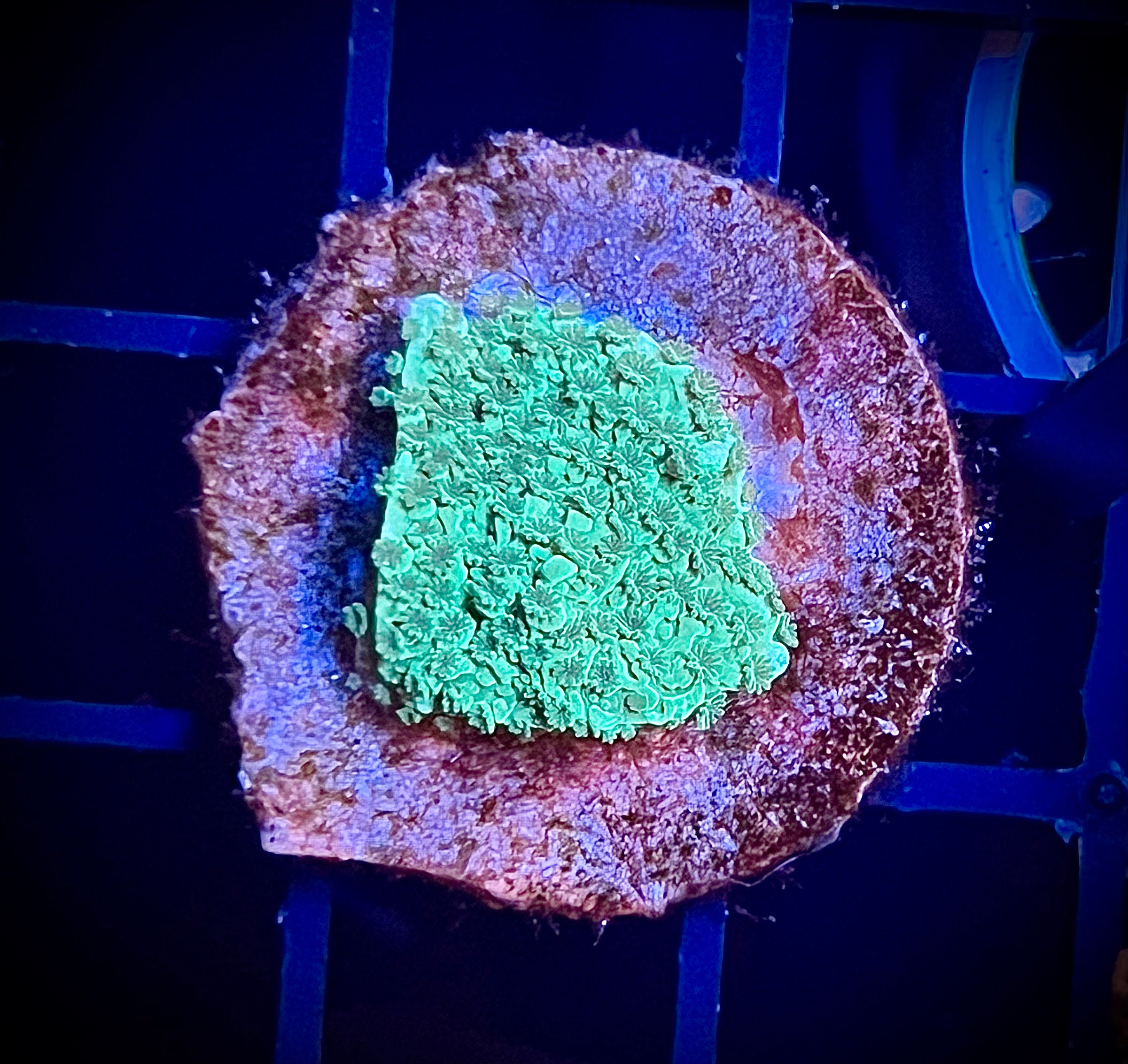 Green Montipora (WYSIWYG)