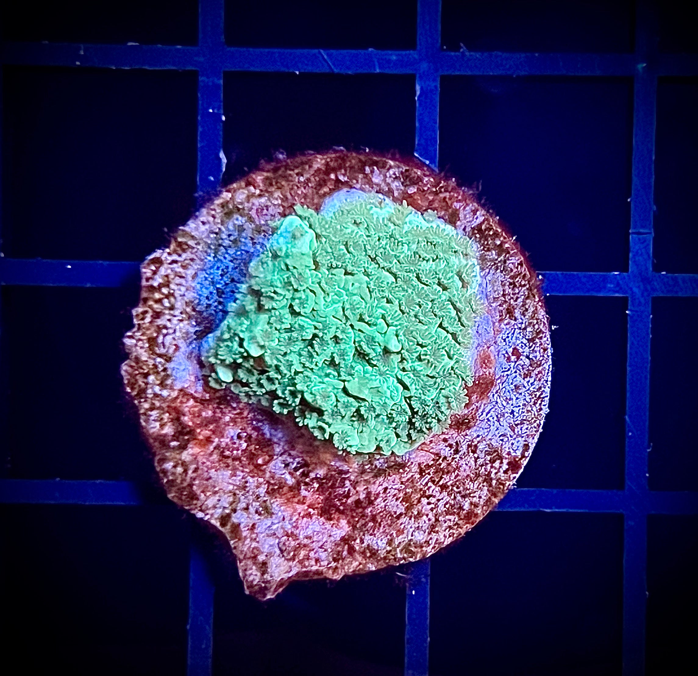 Green Montipora (WYSIWYG)