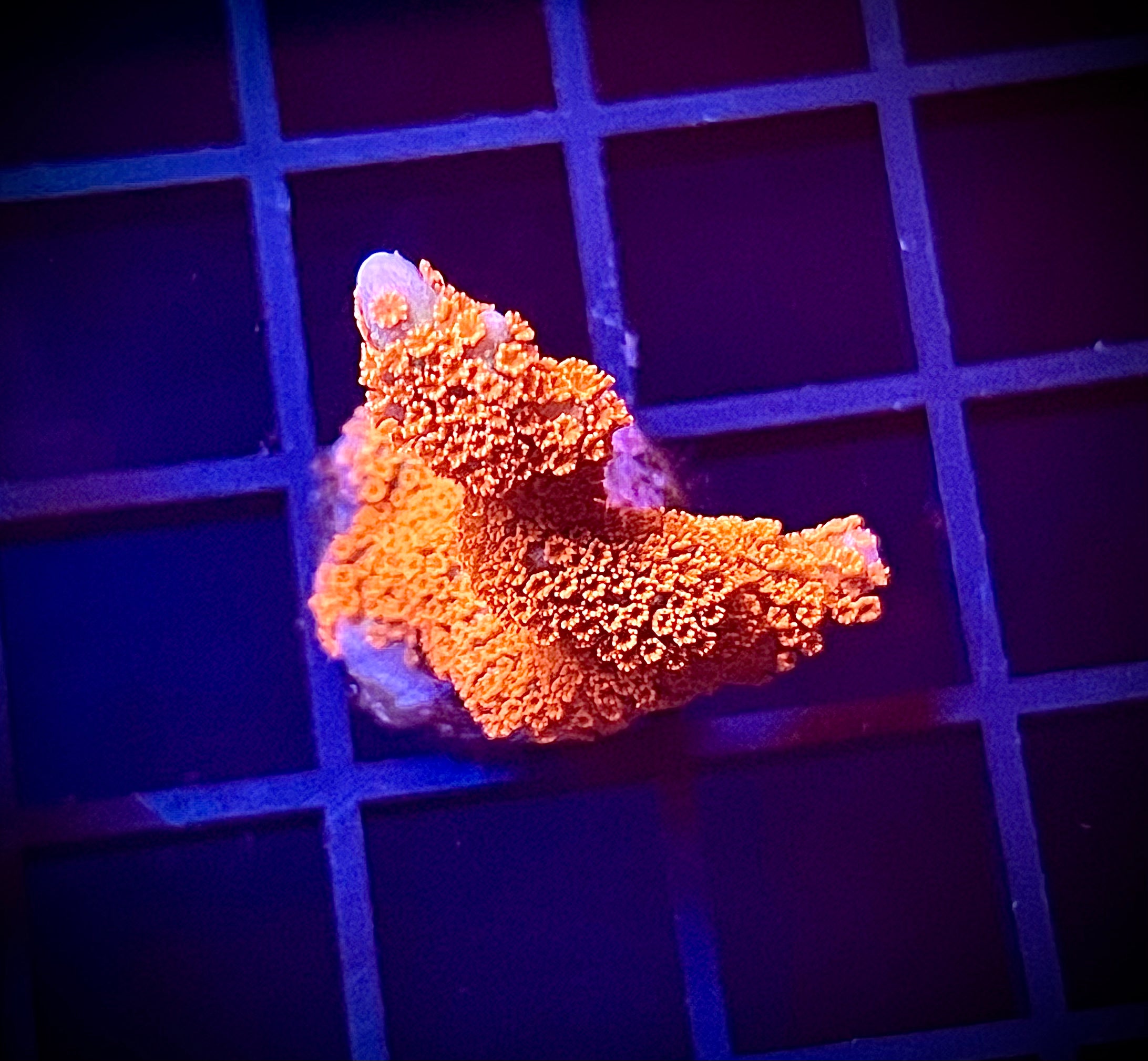 WWC Forest Fire Digitada (WYSIWYG)