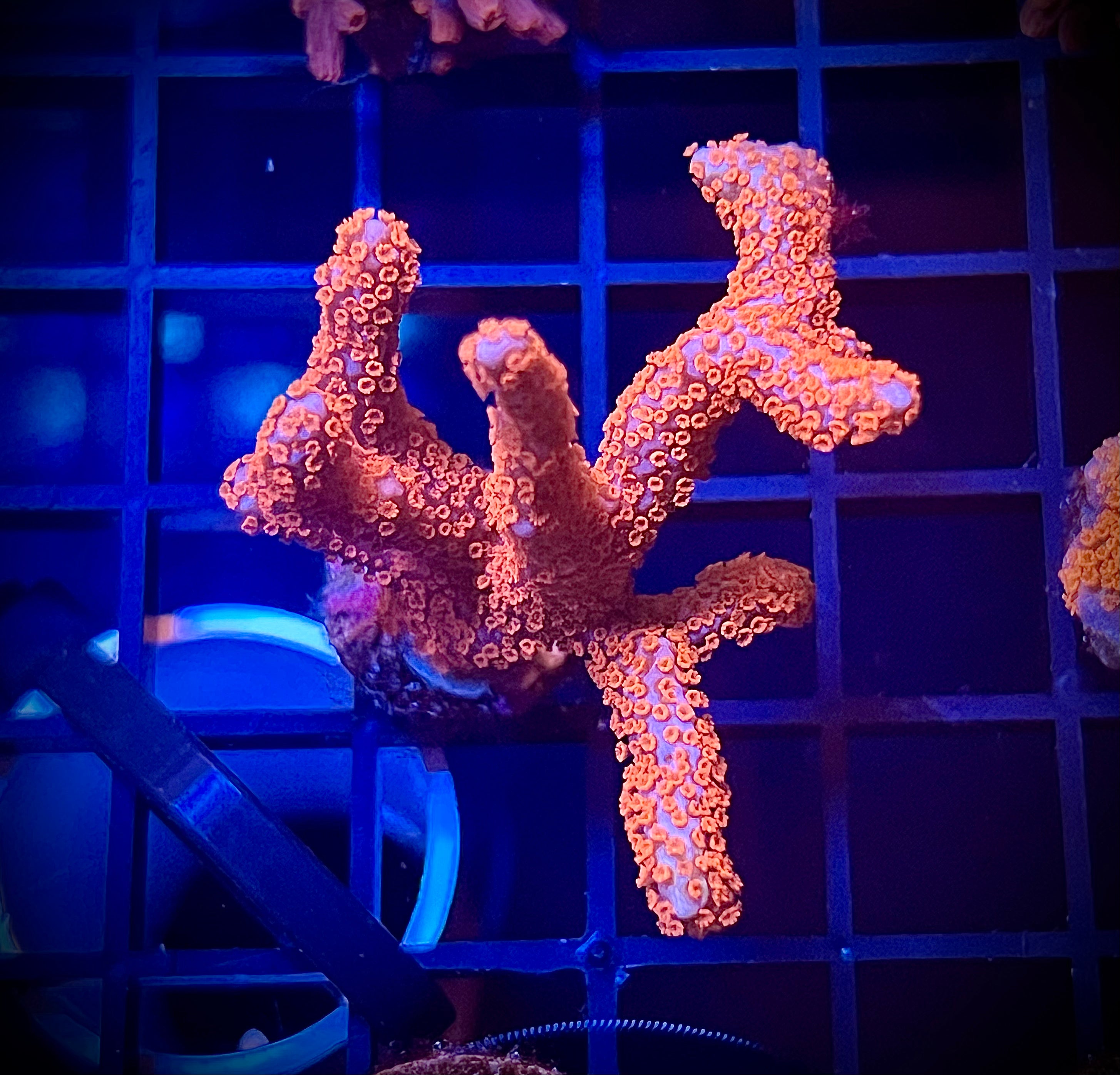 WWC Bubble Gum Digitada (WYSIWYG)