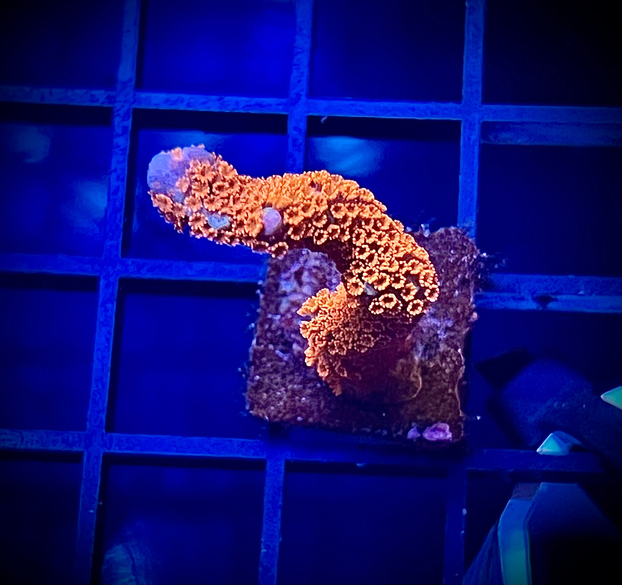 WWC Bubble Gum Digitata (WYSIWYG)