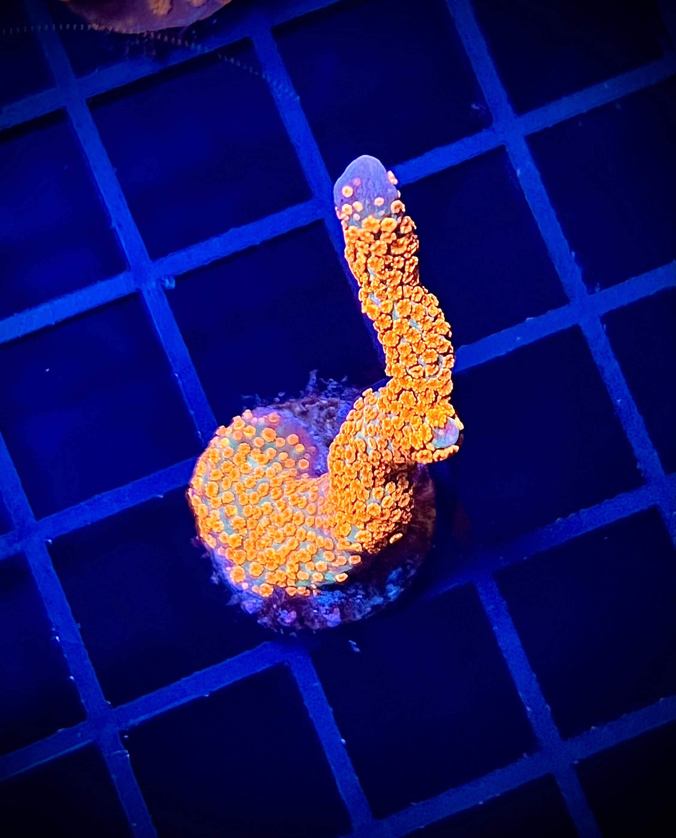 WWC Forest Fire Digitada (WYSIWYG)