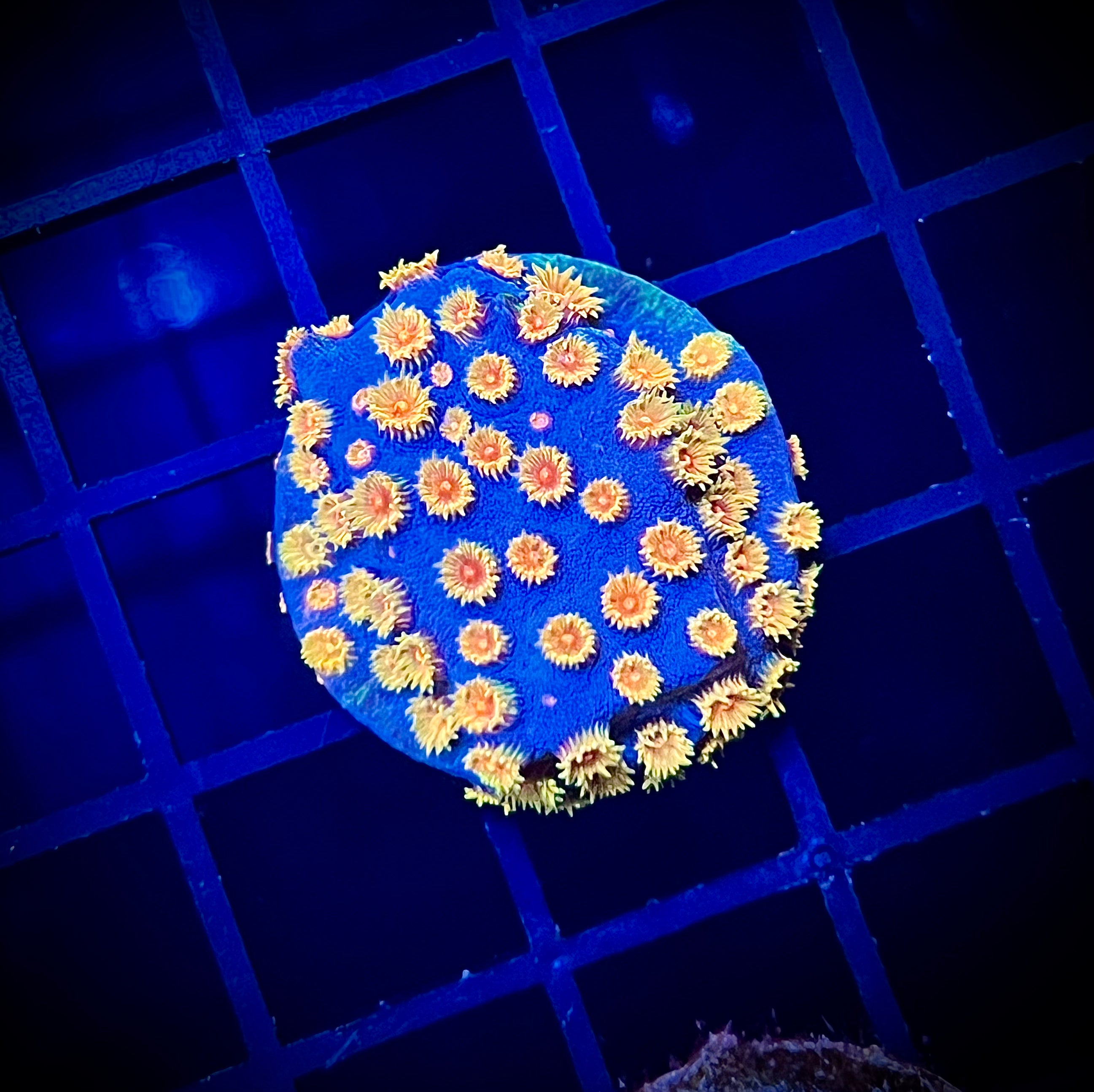 WWC Bizarro Cyphastrea (WYSIWYG)