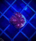 WWA Ruby Pocillopora (WYSIWYG)