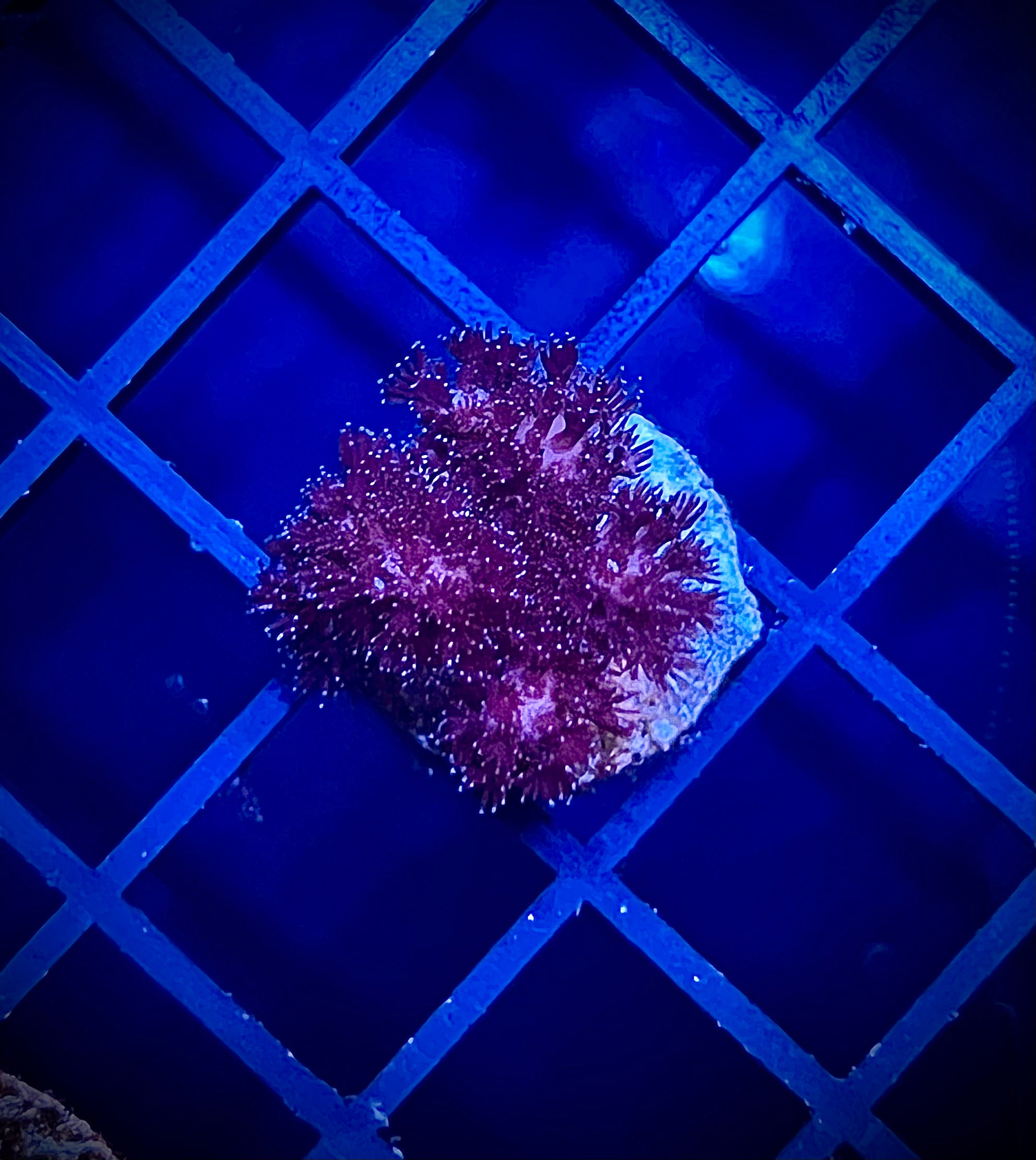 WWA Ruby Pocillopora (WYSIWYG)