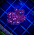 WWA Ruby Pocillopora (WYSIWYG)
