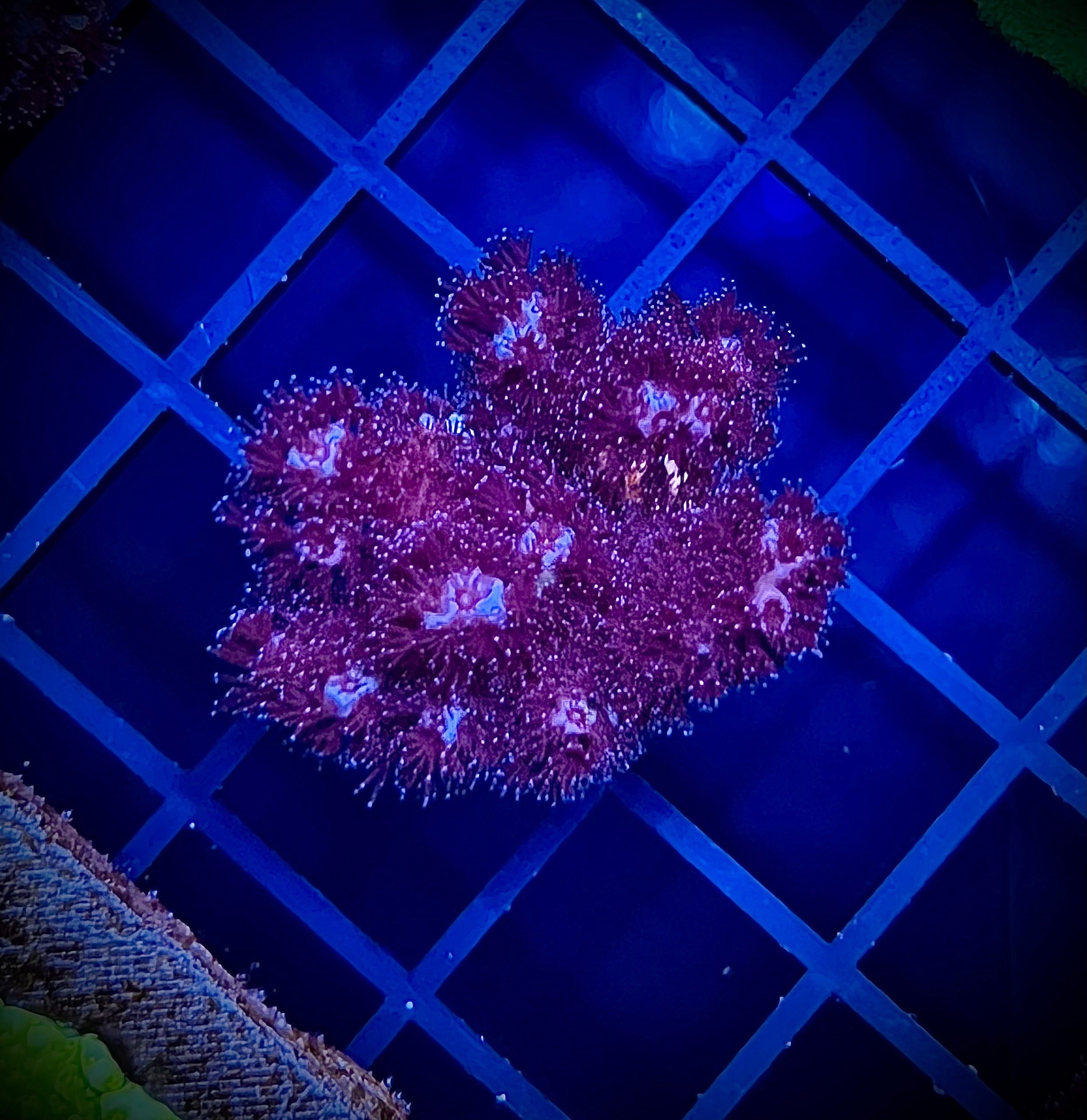 WWA Ruby Pocillopora (WYSIWYG)