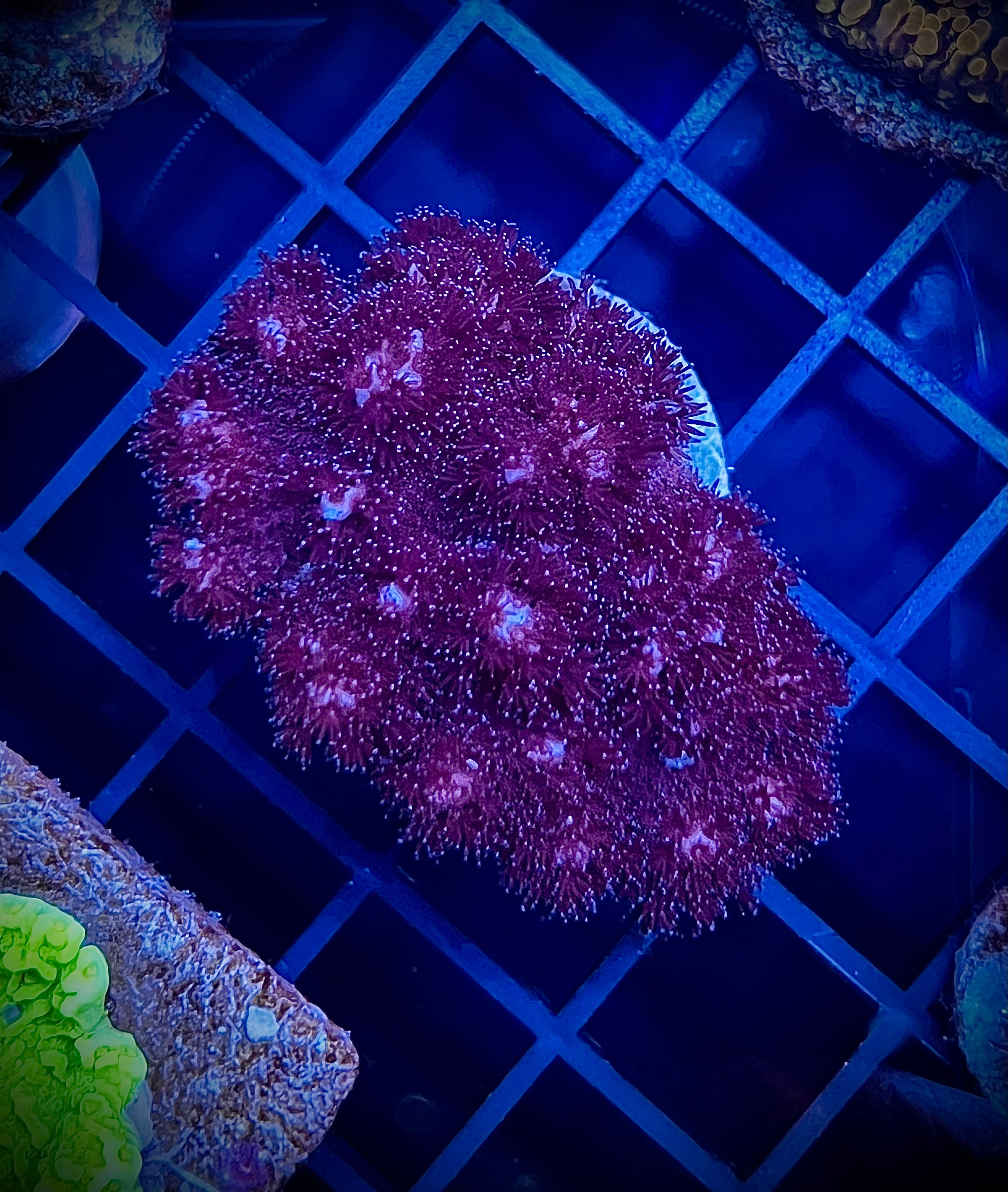 WWA Ruby Pocillopora (WYSIWYG)