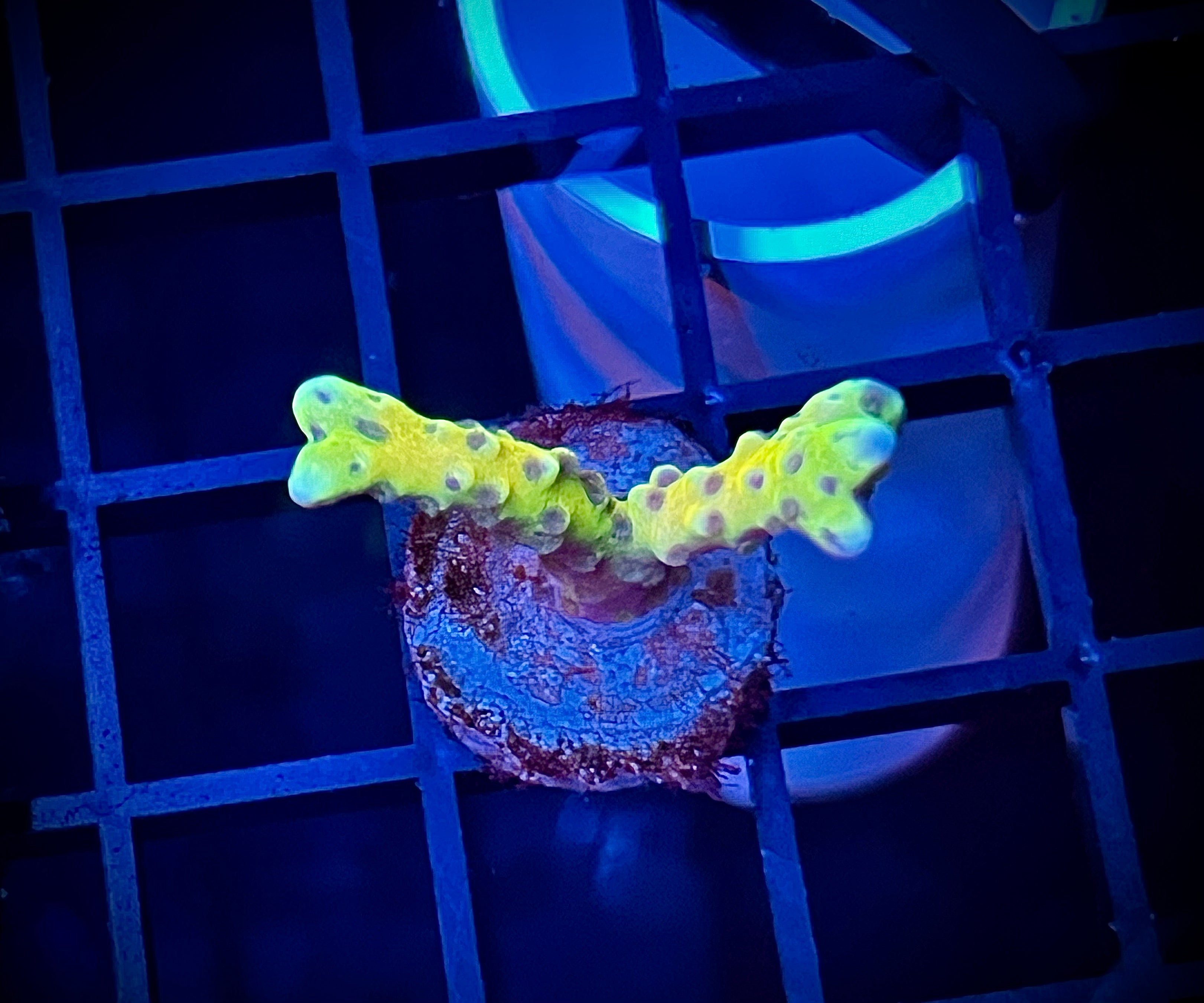 RRC Goldenrod Anacropora (WYSIWYG)