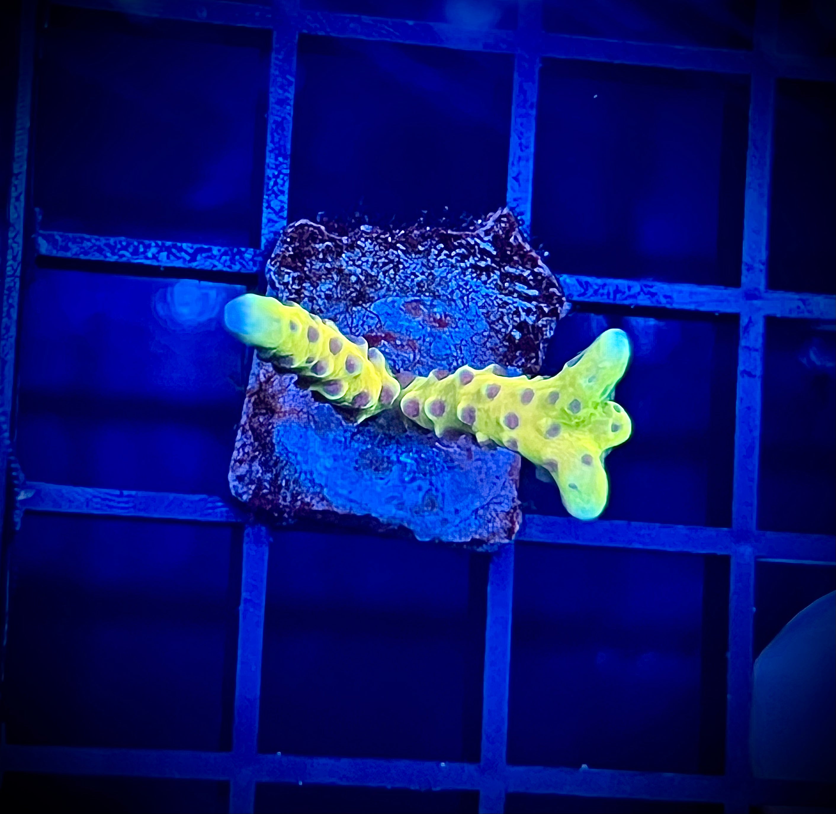 RRC Goldenrod Anacropora (WYSIWYG)