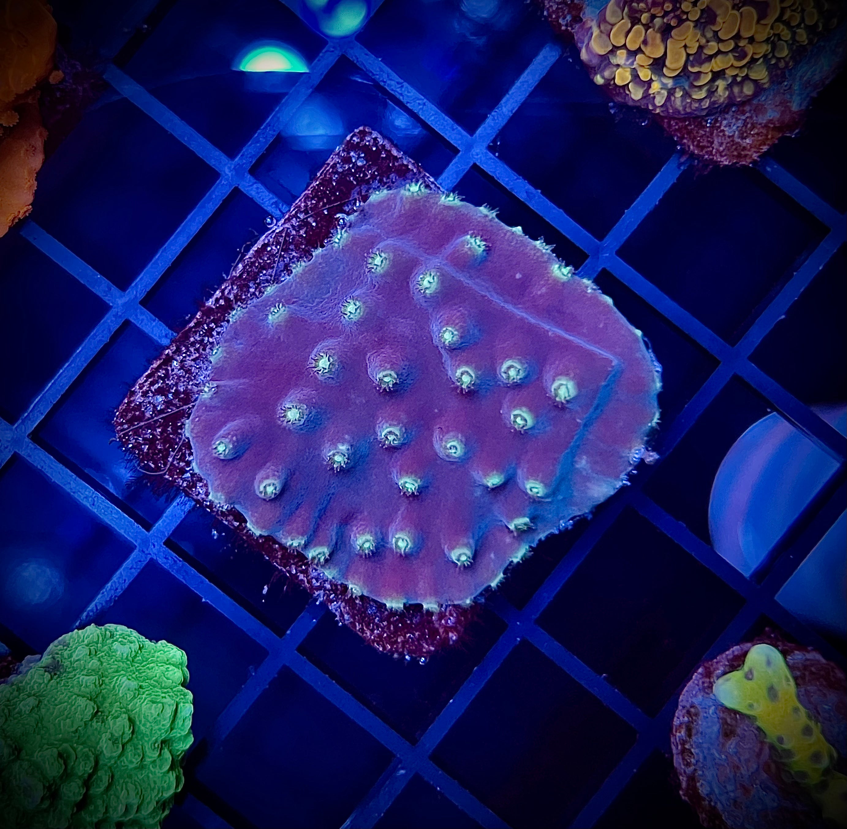 Fiji Yellow Scroll Coral (WYSIWYG)