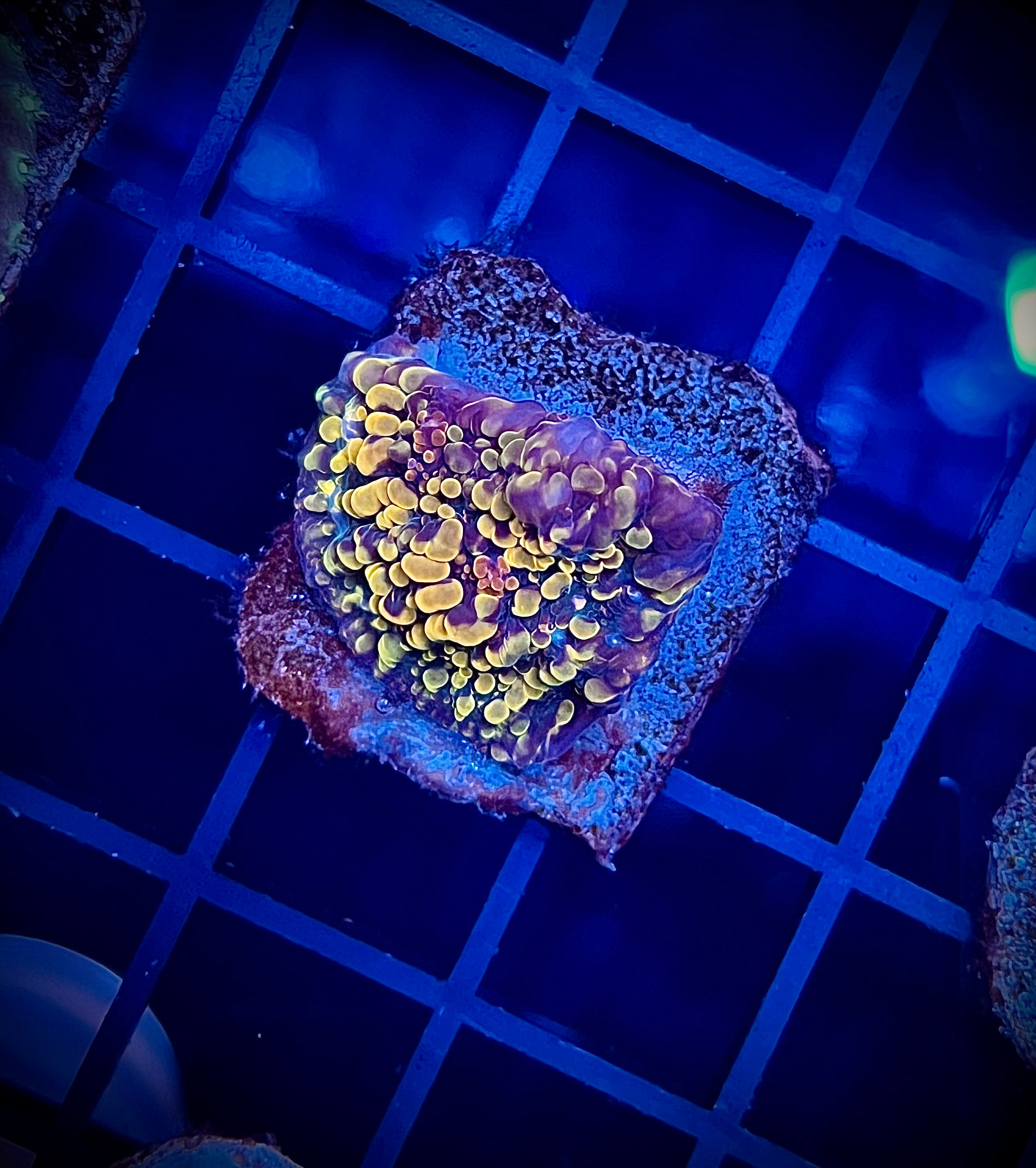 ECC Cloudberries Chalice (WYSIWYG)