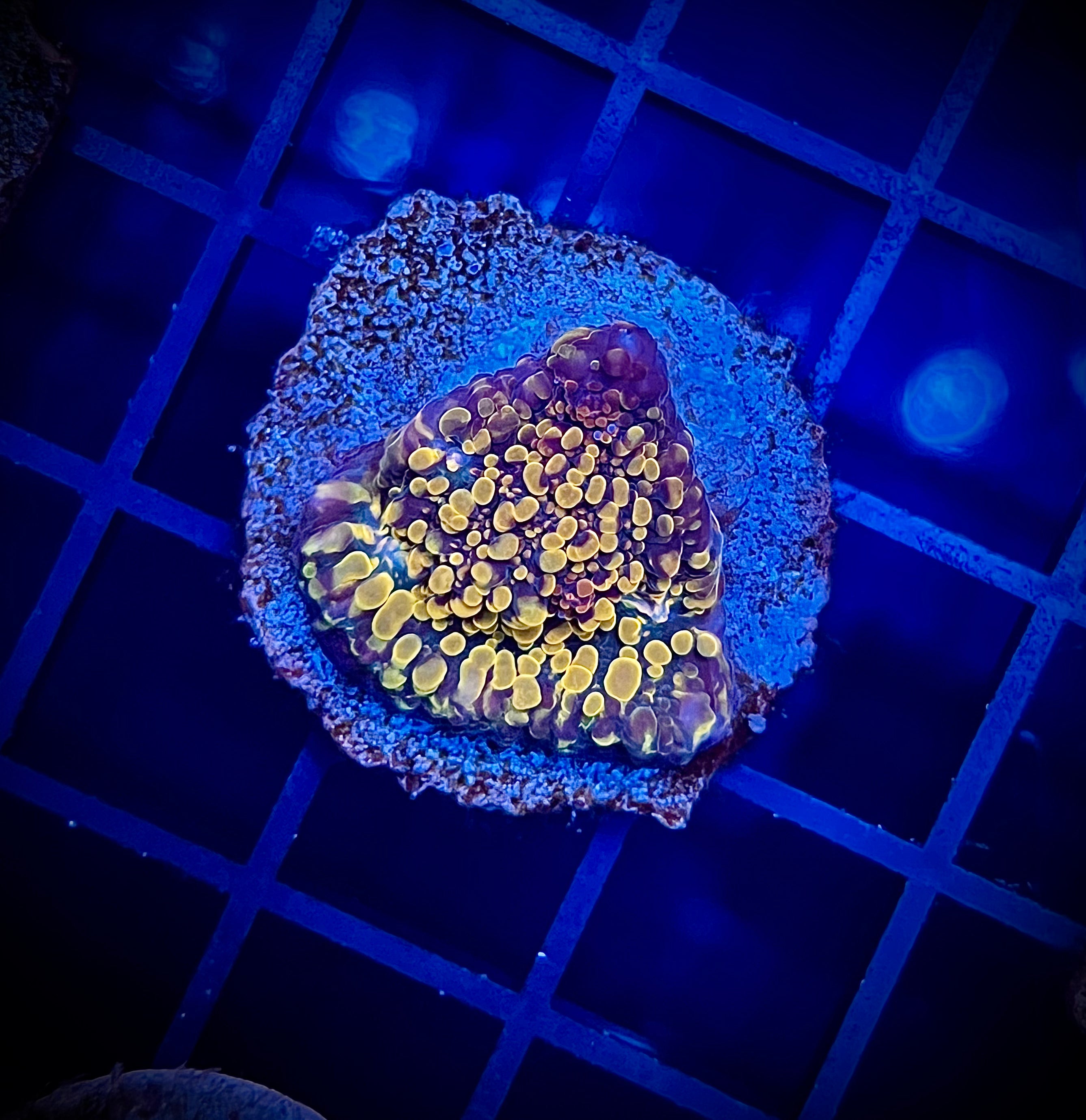 ECC Cloudberries Chalice (WYSIWYG)