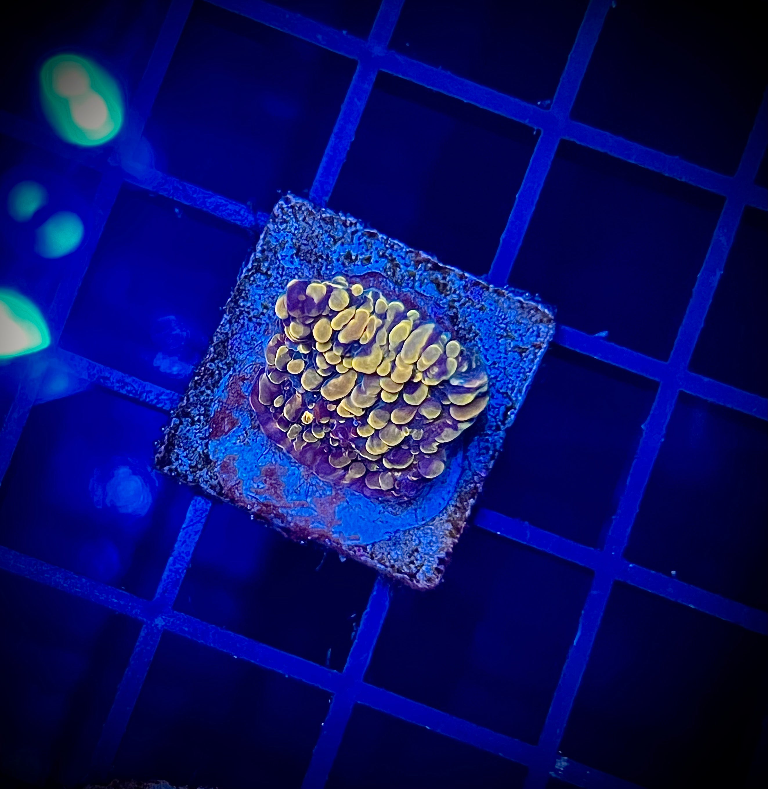 ECC Cloudberries Chalice (WYSIWYG)