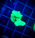 Neon Green Branching Psammocora (WYSIWYG)