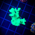 Neon Green Branching Psammocora (WYSIWYG)