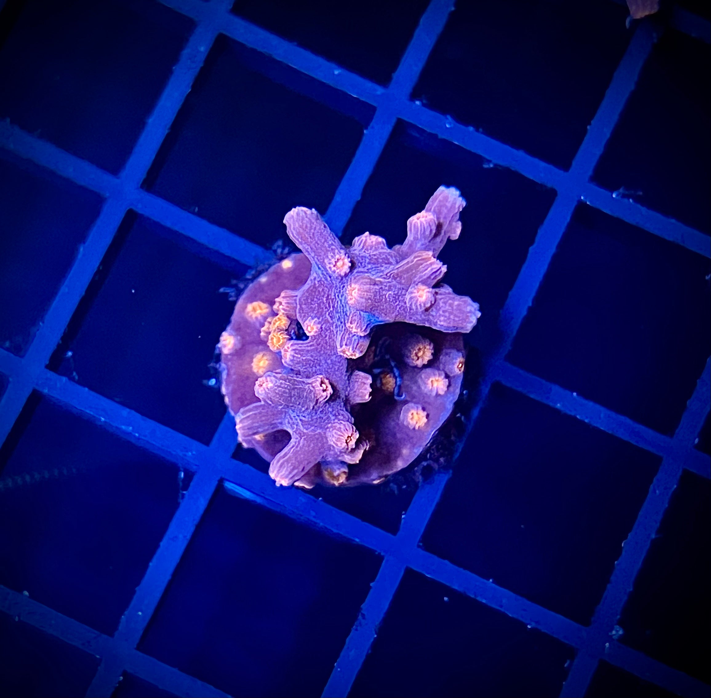 WWC Strawberry Branching Cyphastrea (WYSIWYG)