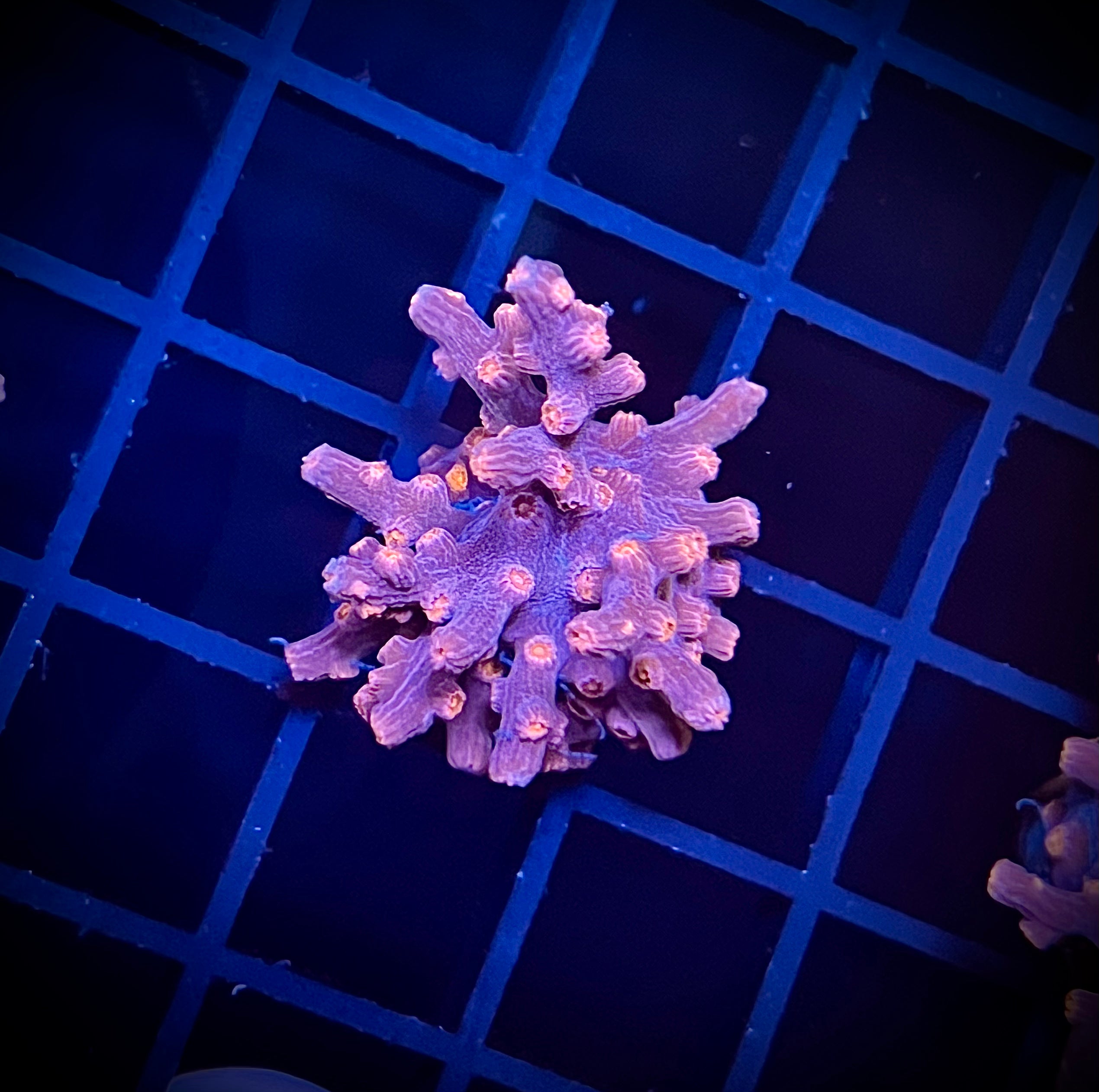 WWC Strawberry Branching Cyphastrea (WYSIWYG)