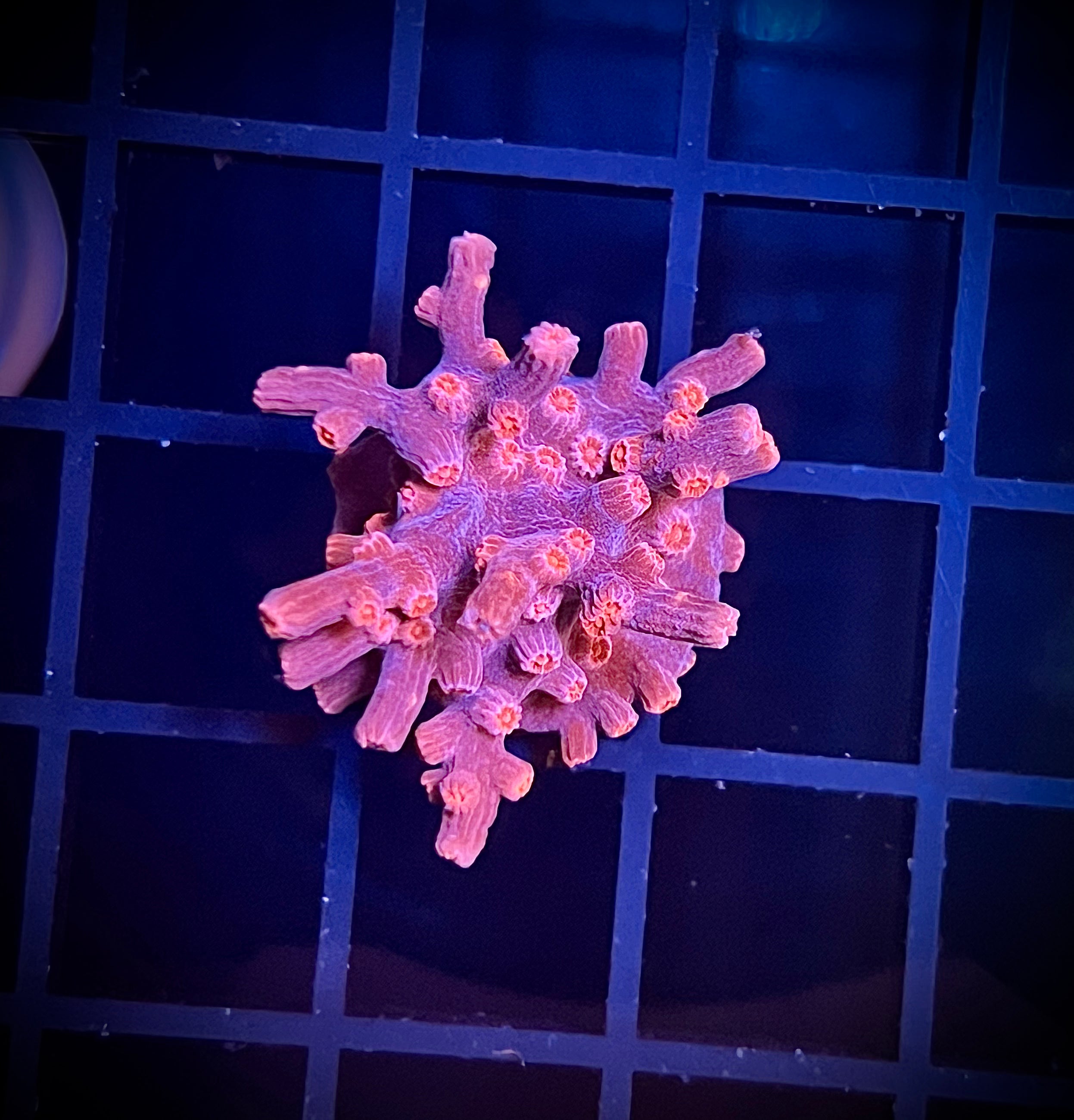 WWC Strawberry Branching Cyphastrea (WYSIWYG)