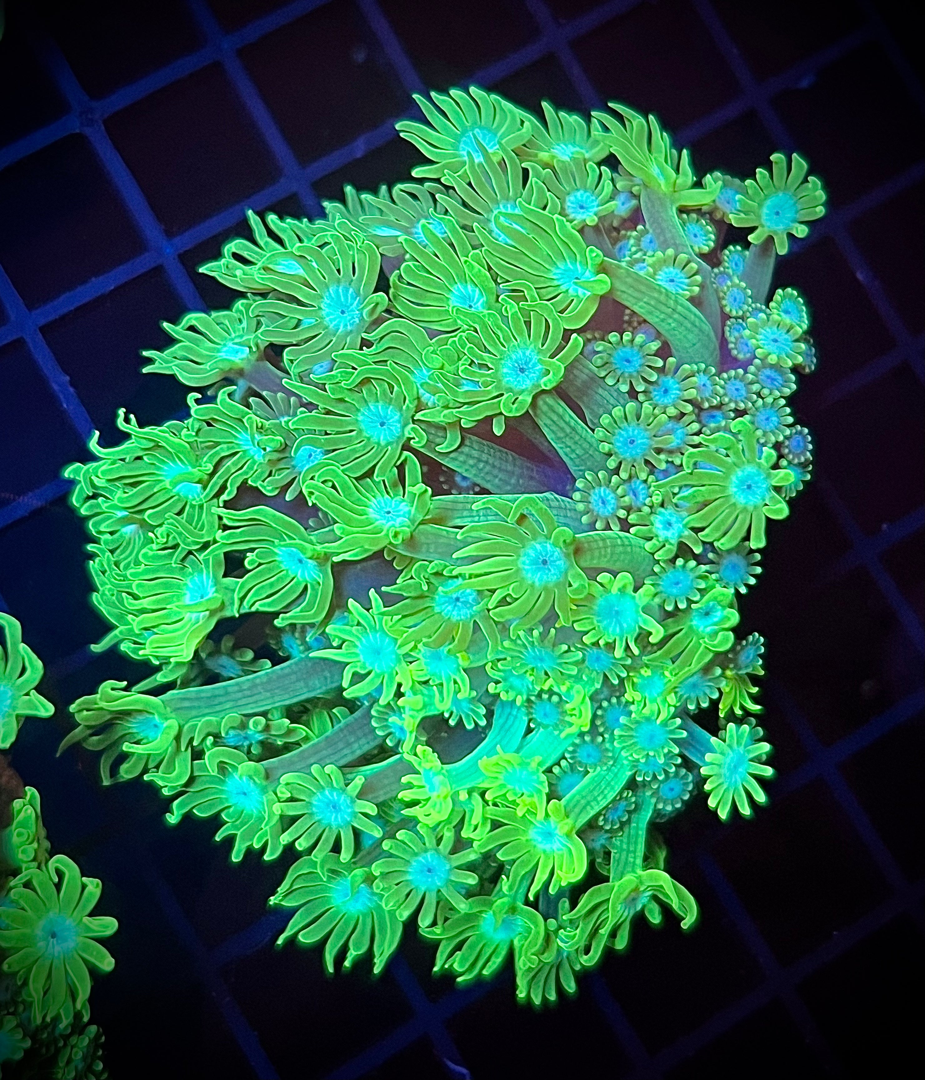 WWA Luck of the Irish Alveopora (WYSIWYG)