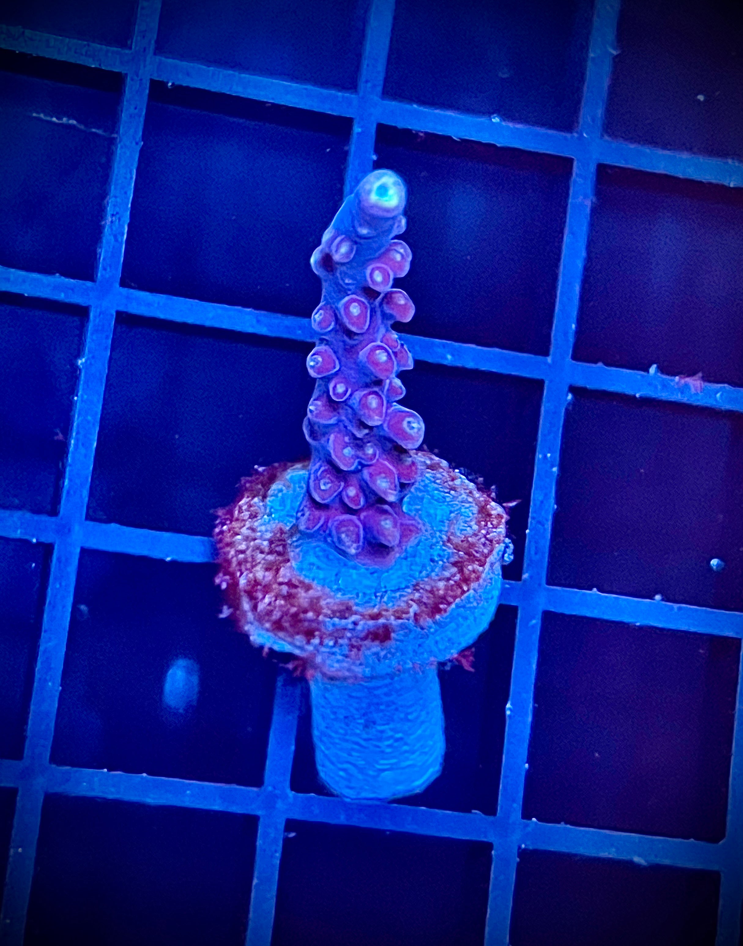 WWA Blueberry Yum Yum (WYSIWYG)