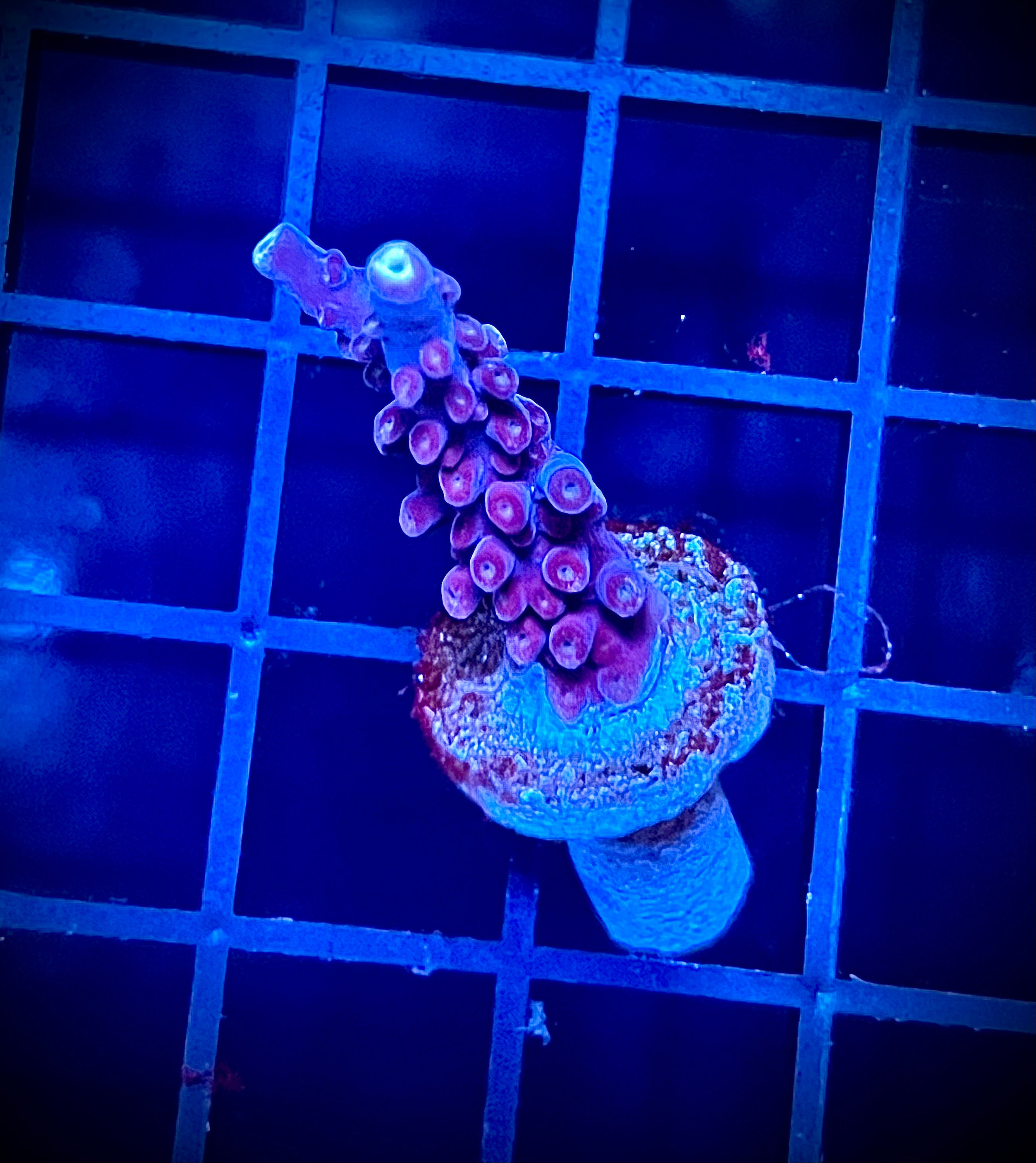 WWA Blueberry Yum Yum (WYSIWYG)