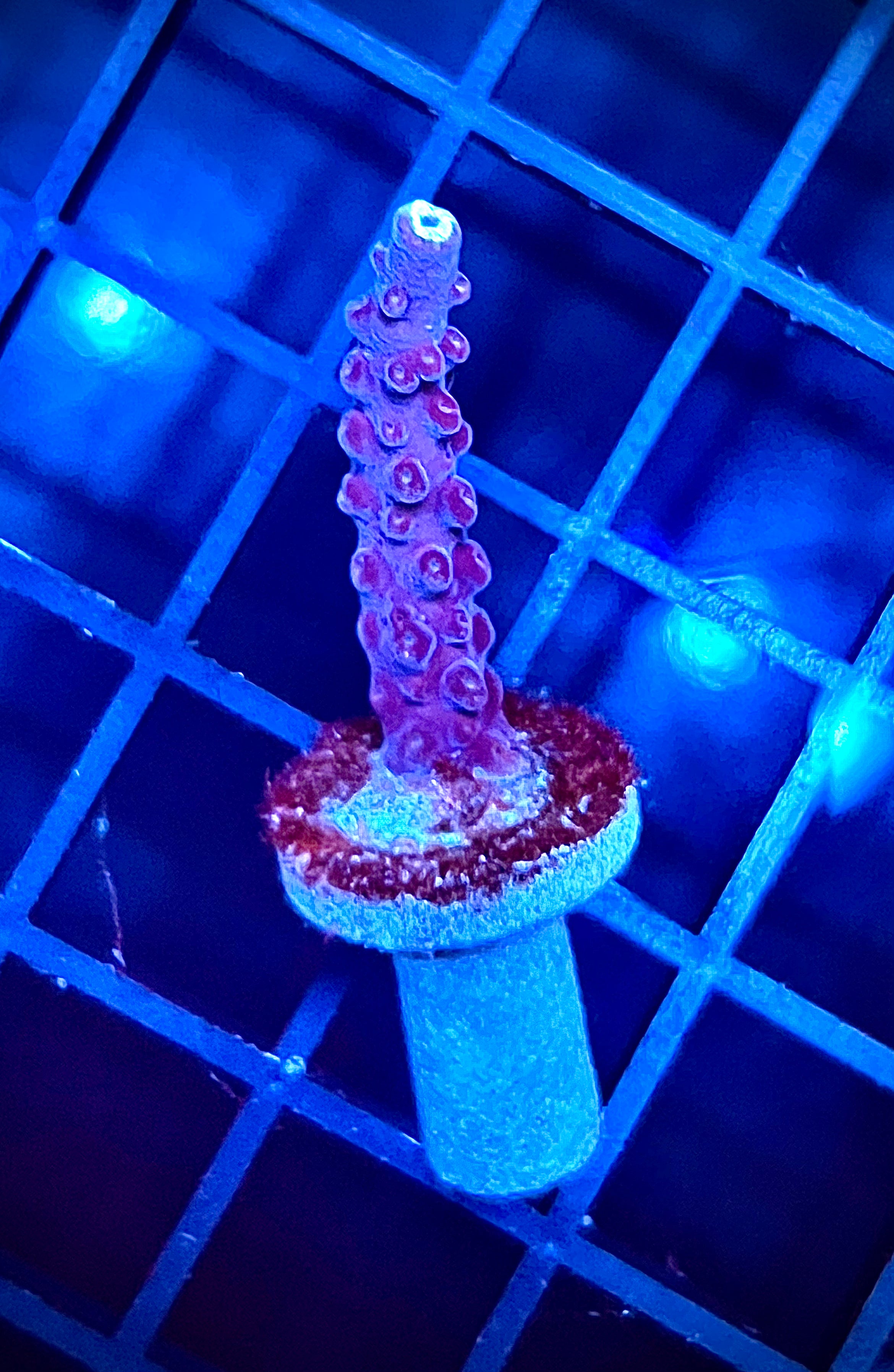 WWA Blueberry Yum Yum (WYSIWYG)