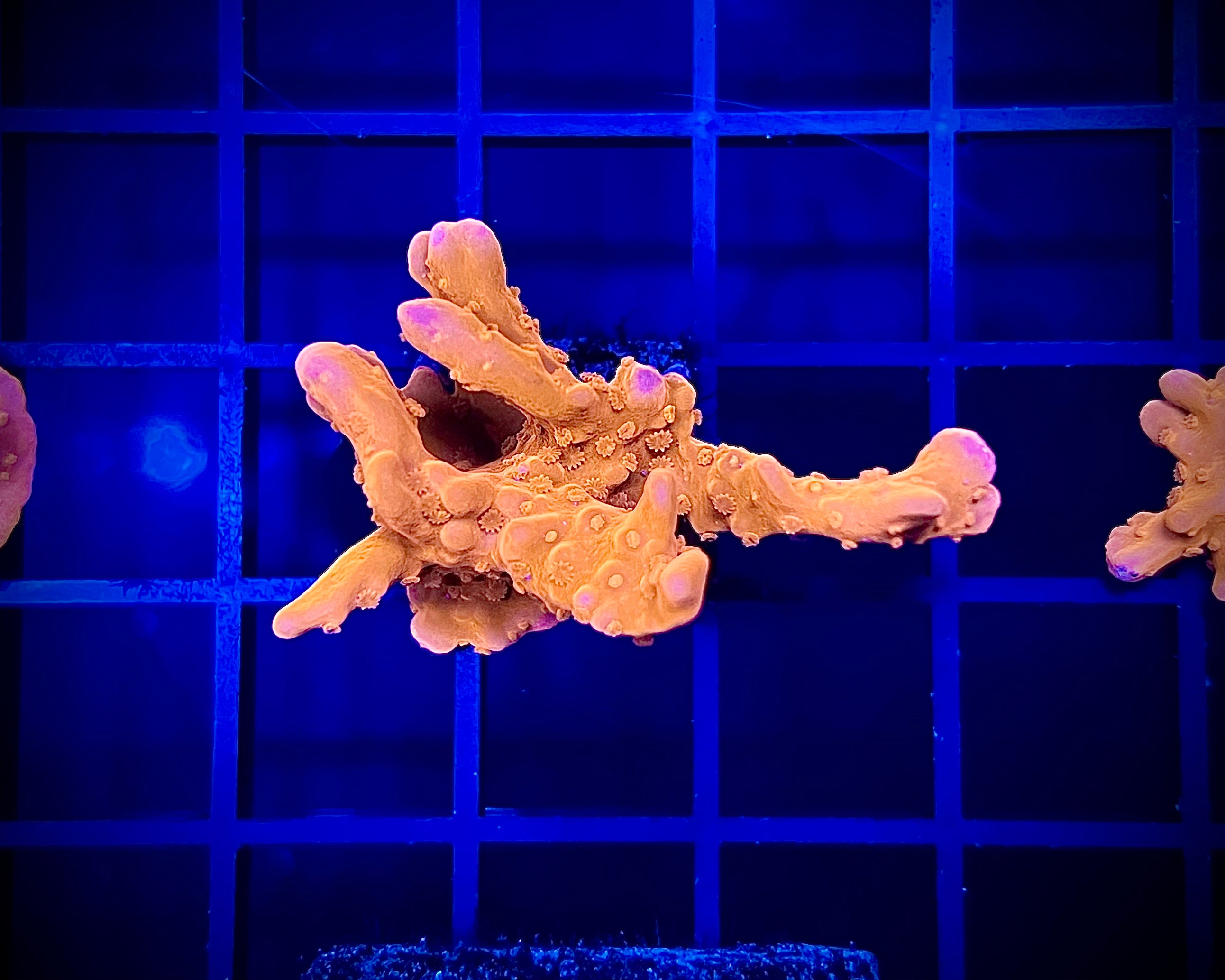 Orange Setosa (WYSIWYG)