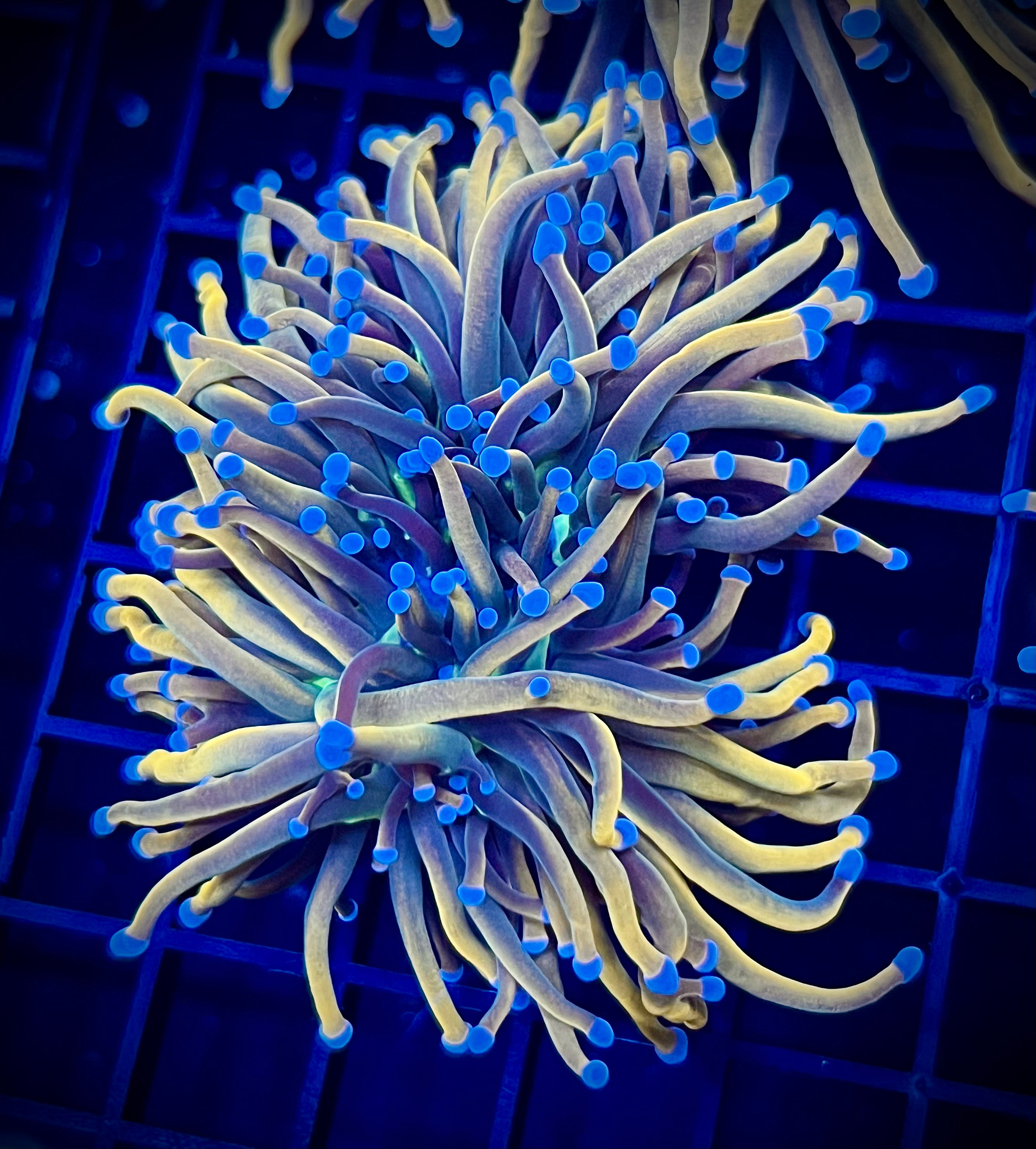 FCA Holy Grail Marigold (WYSIWYG, multi-head)