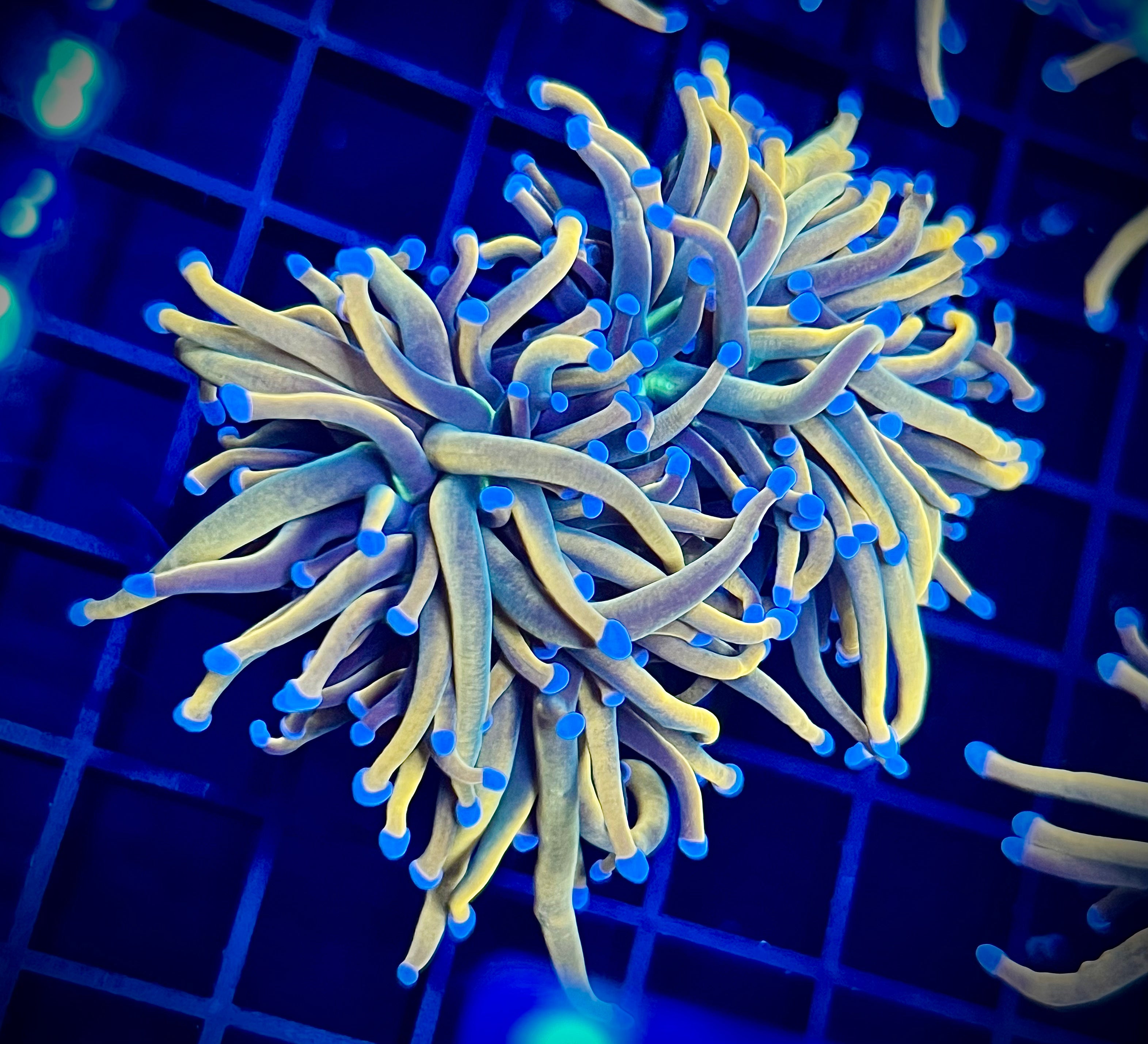 FCA Holy Grail Marigold Torch (WYSIWYG, multi-head)