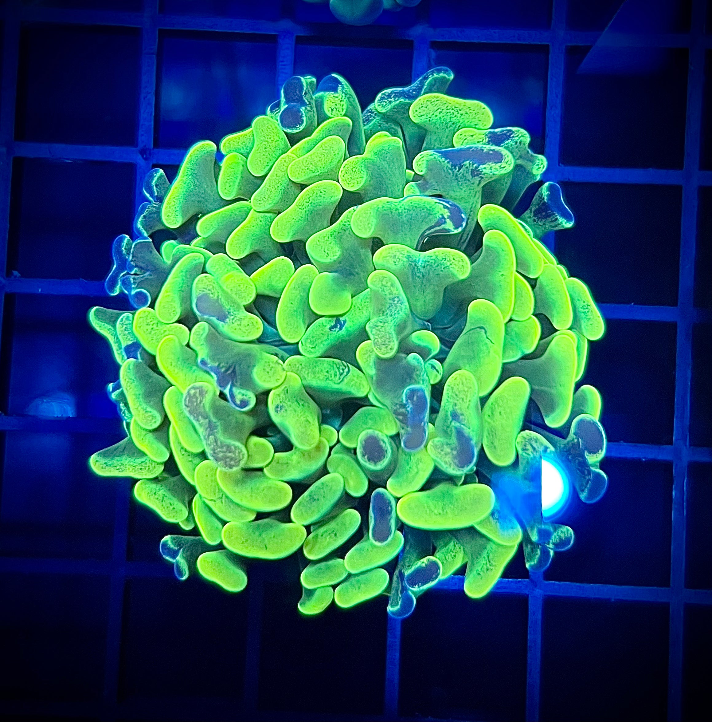 Aussie Splatter Hammer (WYSIWYG)