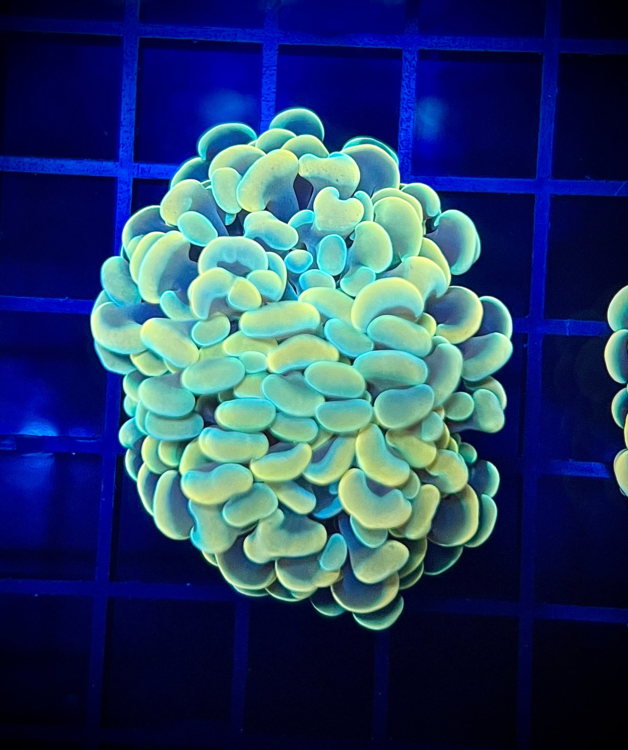 WWA Opal Rainbow Hammer (WYSIWYG)