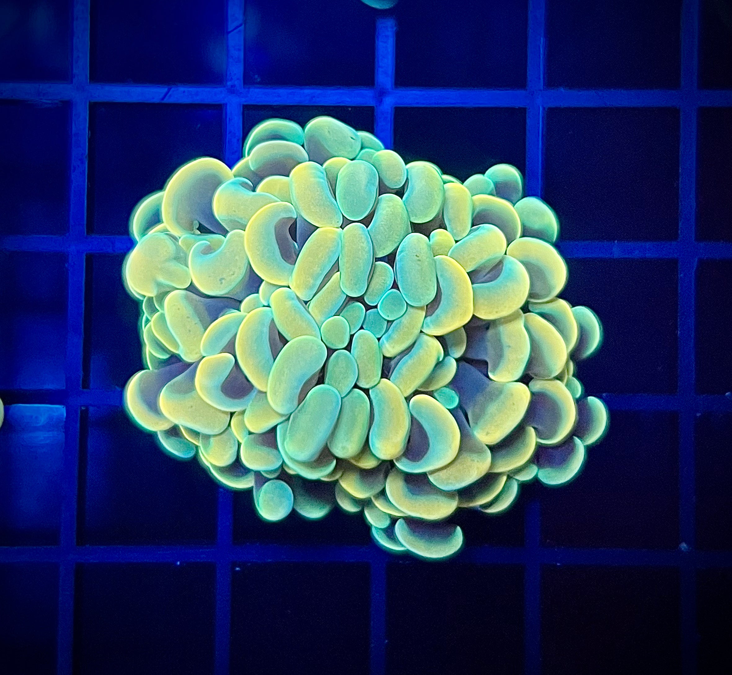 WWA Opal Rainbow Hammer (WYSIWYG)